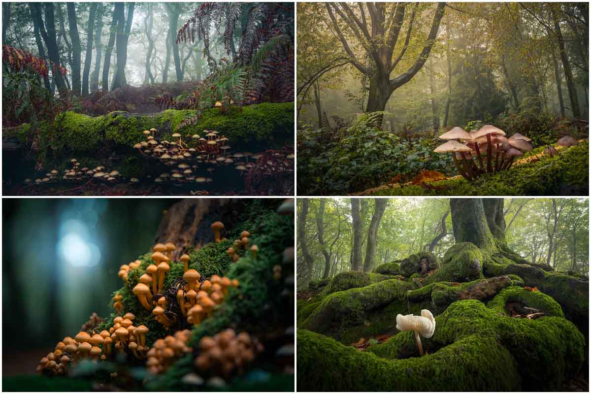 mushrooms showing the magical world of the forest 6542c94d7c0c309f9443035d