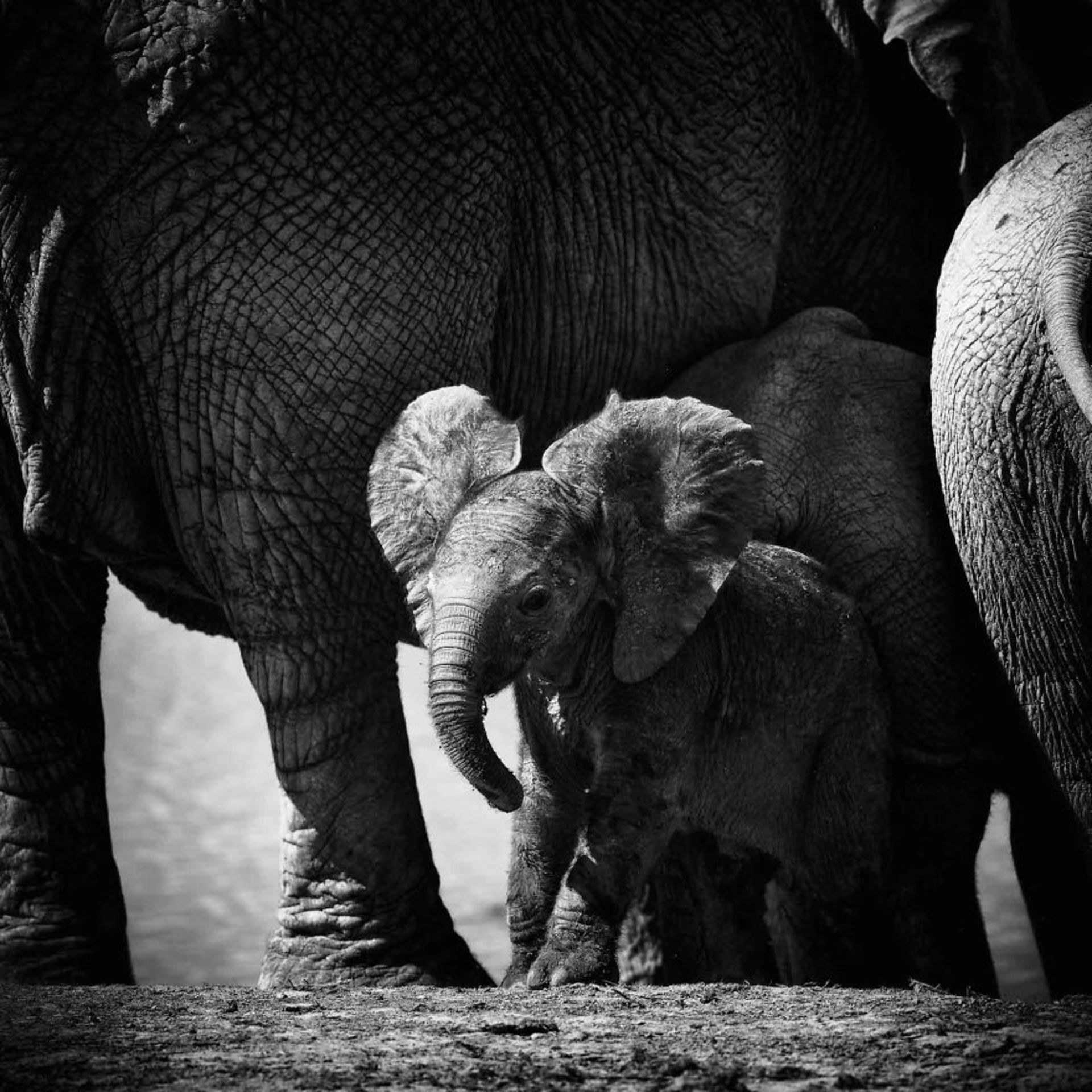 بچه فیل کنجکاو بین پای فیل‌‌های بالغ