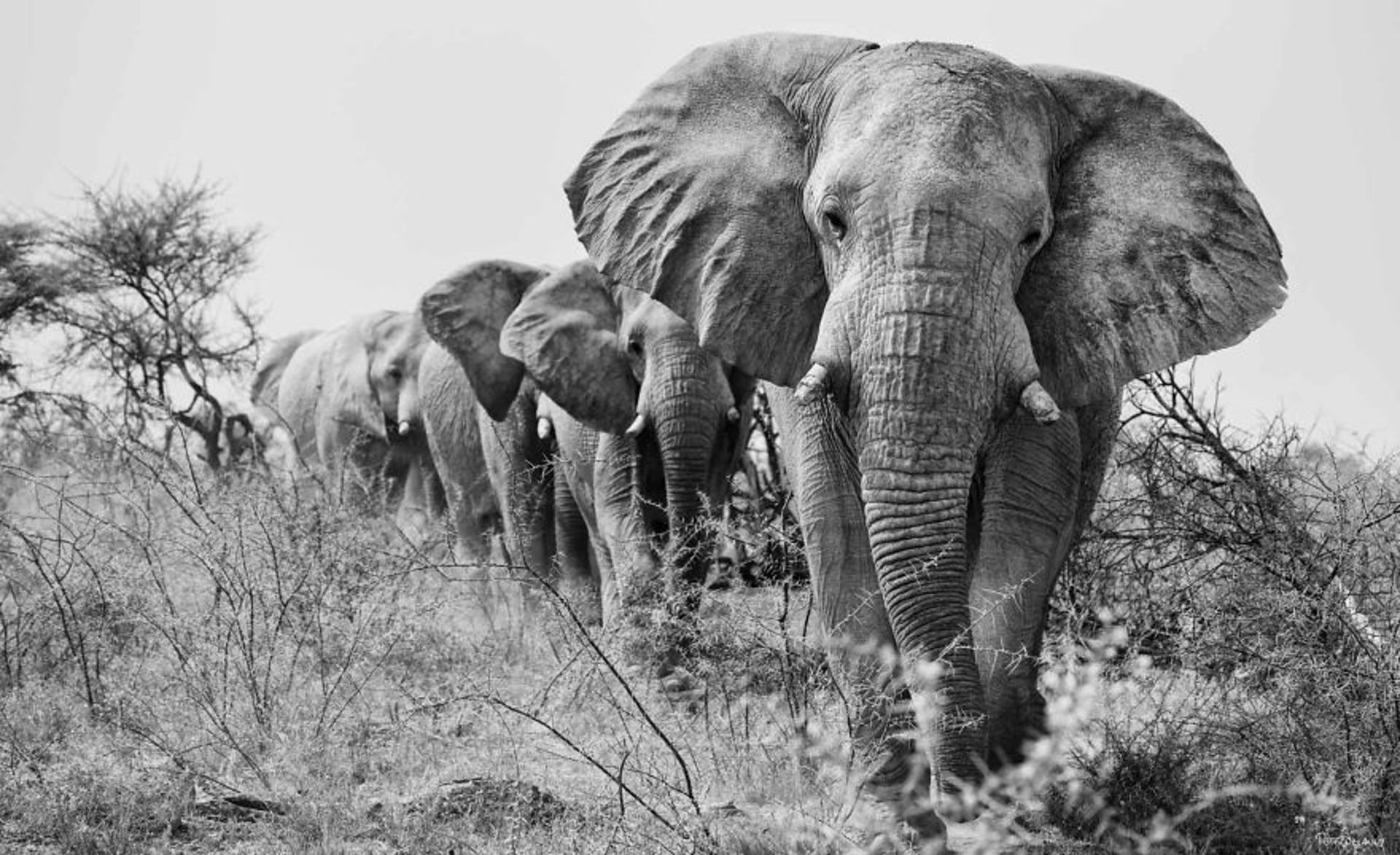 فیل‌های آفریقایی نر در حال حرکت