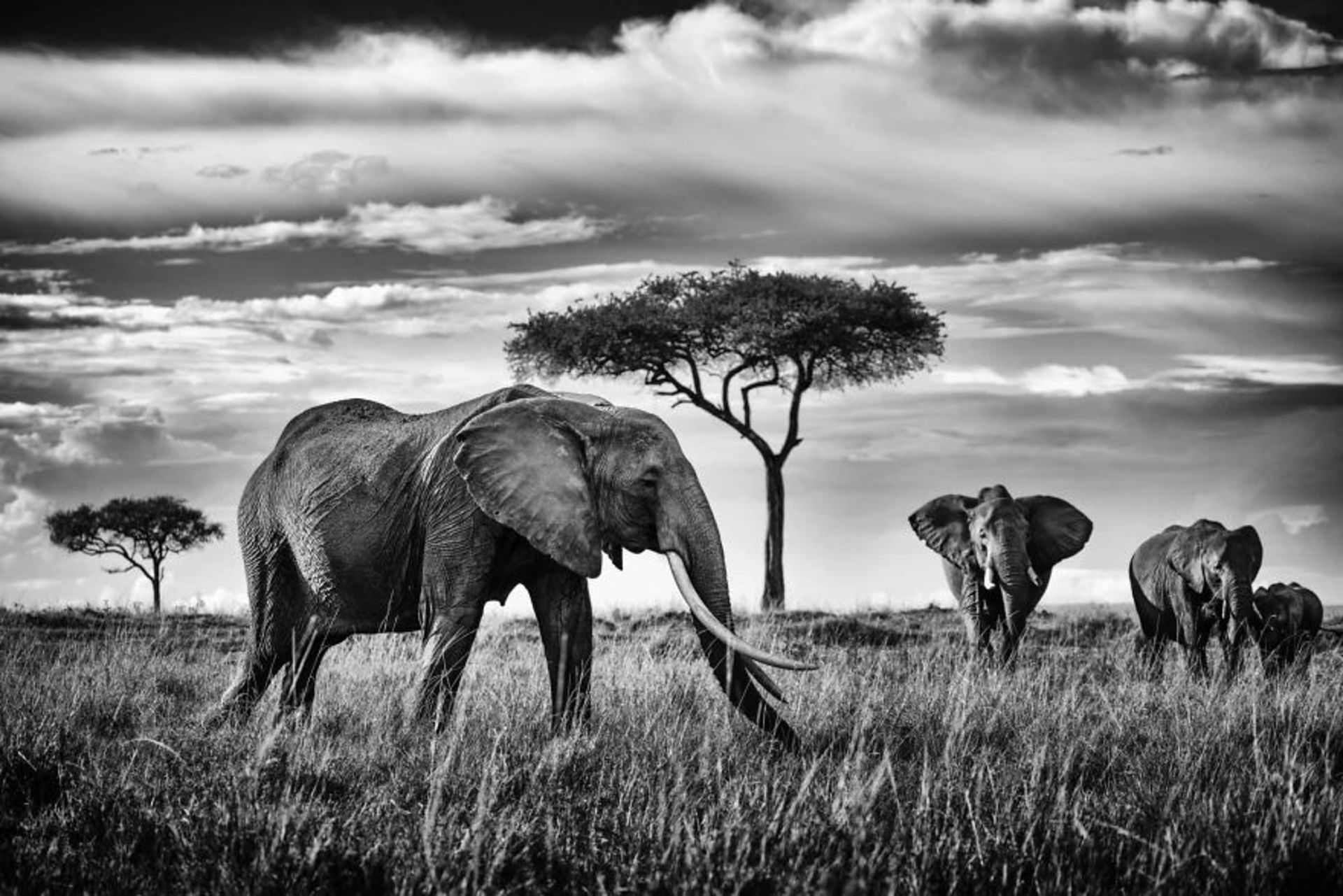 فیل‌ آفریقایی مادر ملکه مارا درخت دشت ابری