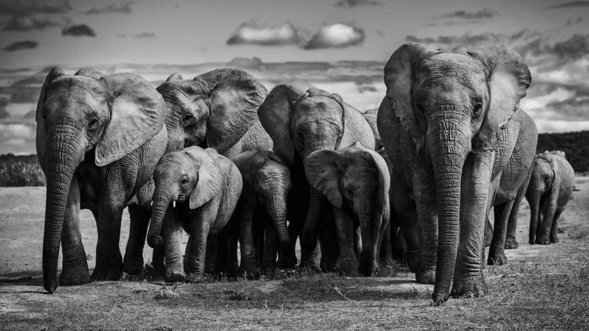 گله فیل‌های آفریقایی در حرکت
