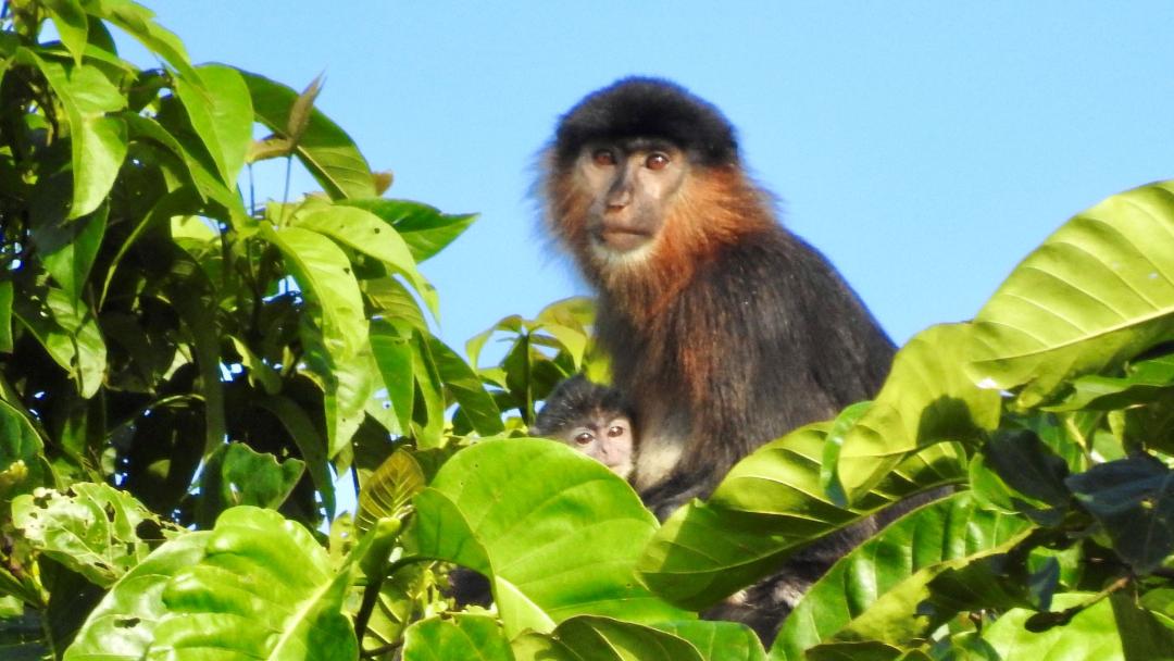 میمون راز بورنئو