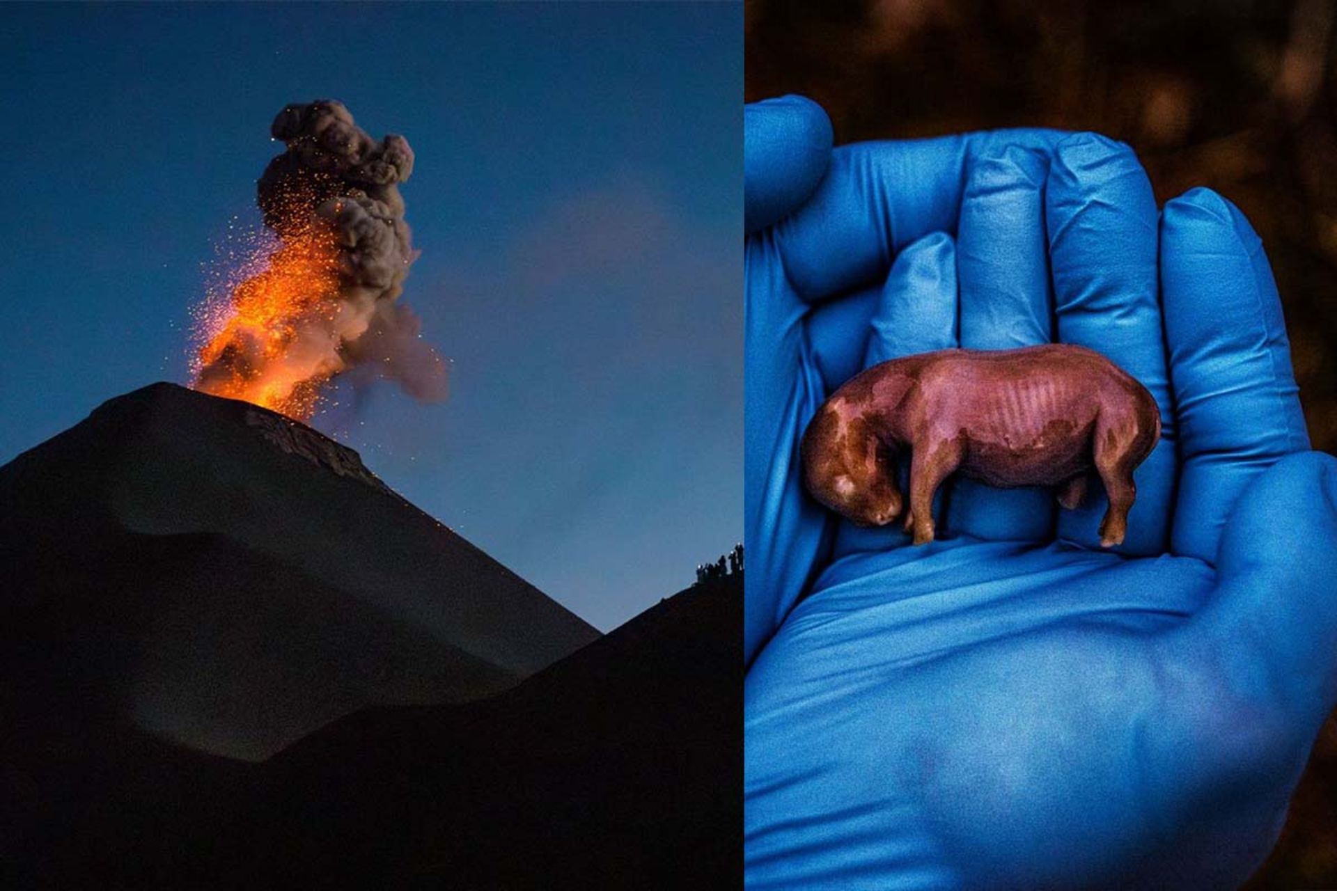 تصاویر منتخب نشنال جئوگرافیک ۲۰۲۴