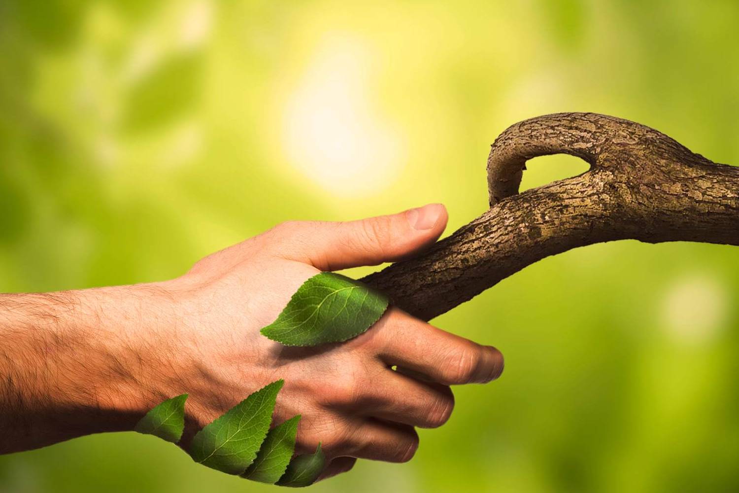 ایران صاحب رتبه دوم همبستگی با طبیعت در دنیا؛ پس چرا محیط زیست کشور در بحران است؟