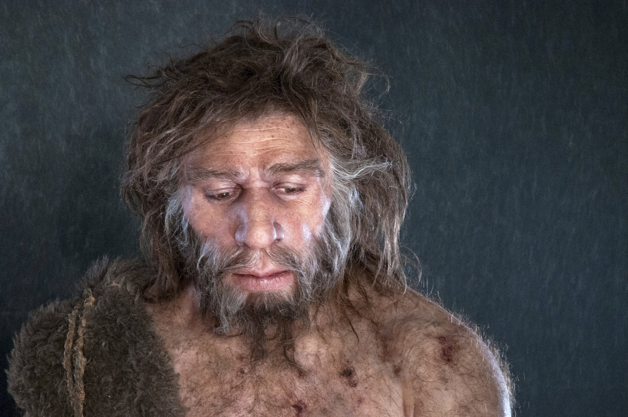 Неандерталец это. Homo sapiens Neanderthalensis. Человек Неандертальский homo Neanderthalensis.. Человек Алтайский хомо Денисова.