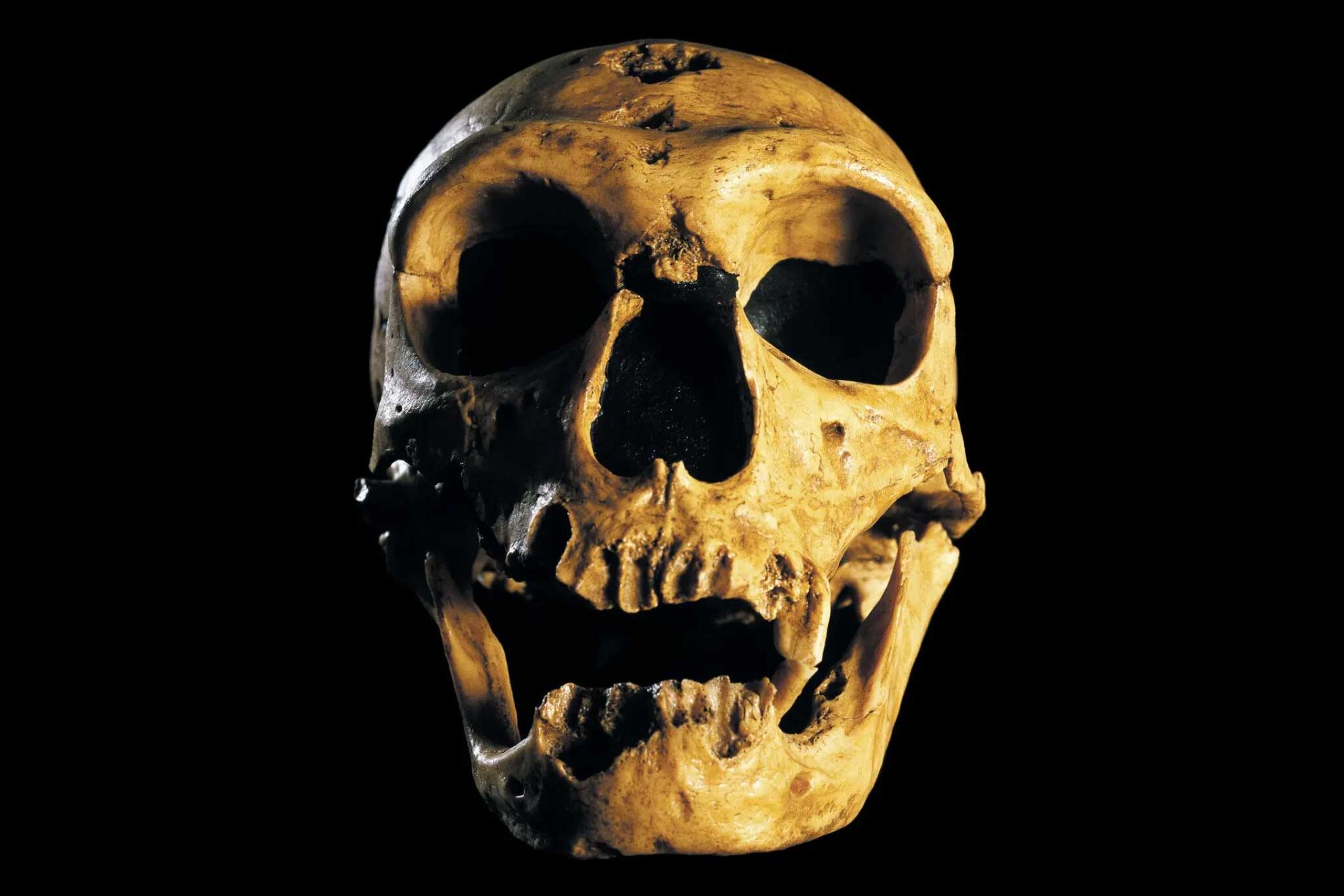 جمجمه نئاندرتال