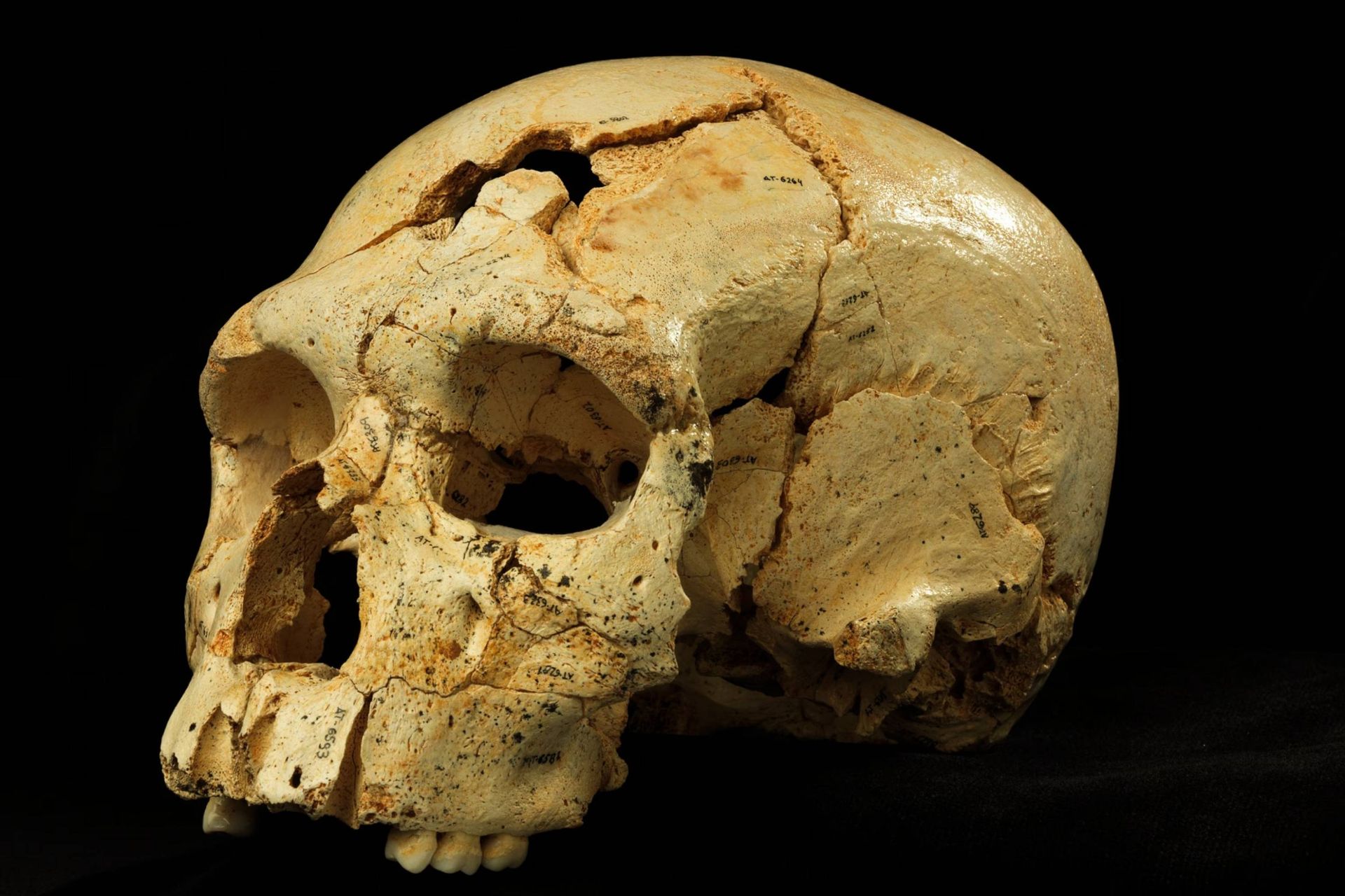 جمجمه نئاندرتال