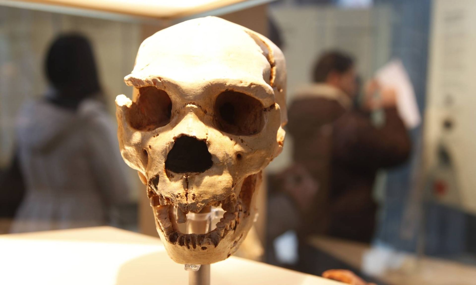 جمجمه نئاندرتال‌