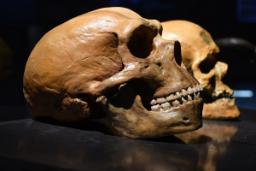انقراض بیخ گوش اجداد ما؛ یک میلیون سال پیش فقط ۱۲۰۰ انسان باقی مانده بود