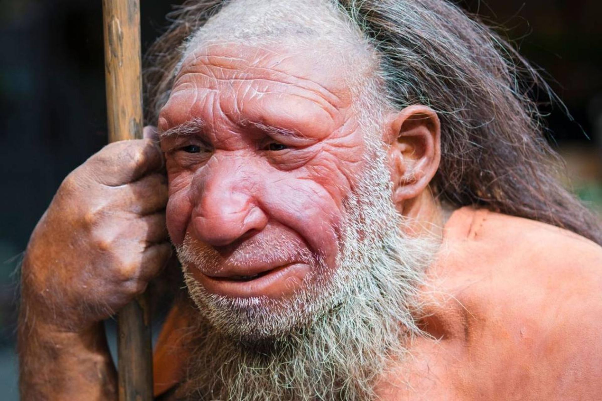 رد باوری قدیمی؛ بینی بزرگ نئاندرتال‌ها برای سازگاری با سرما تکامل نیافته بود