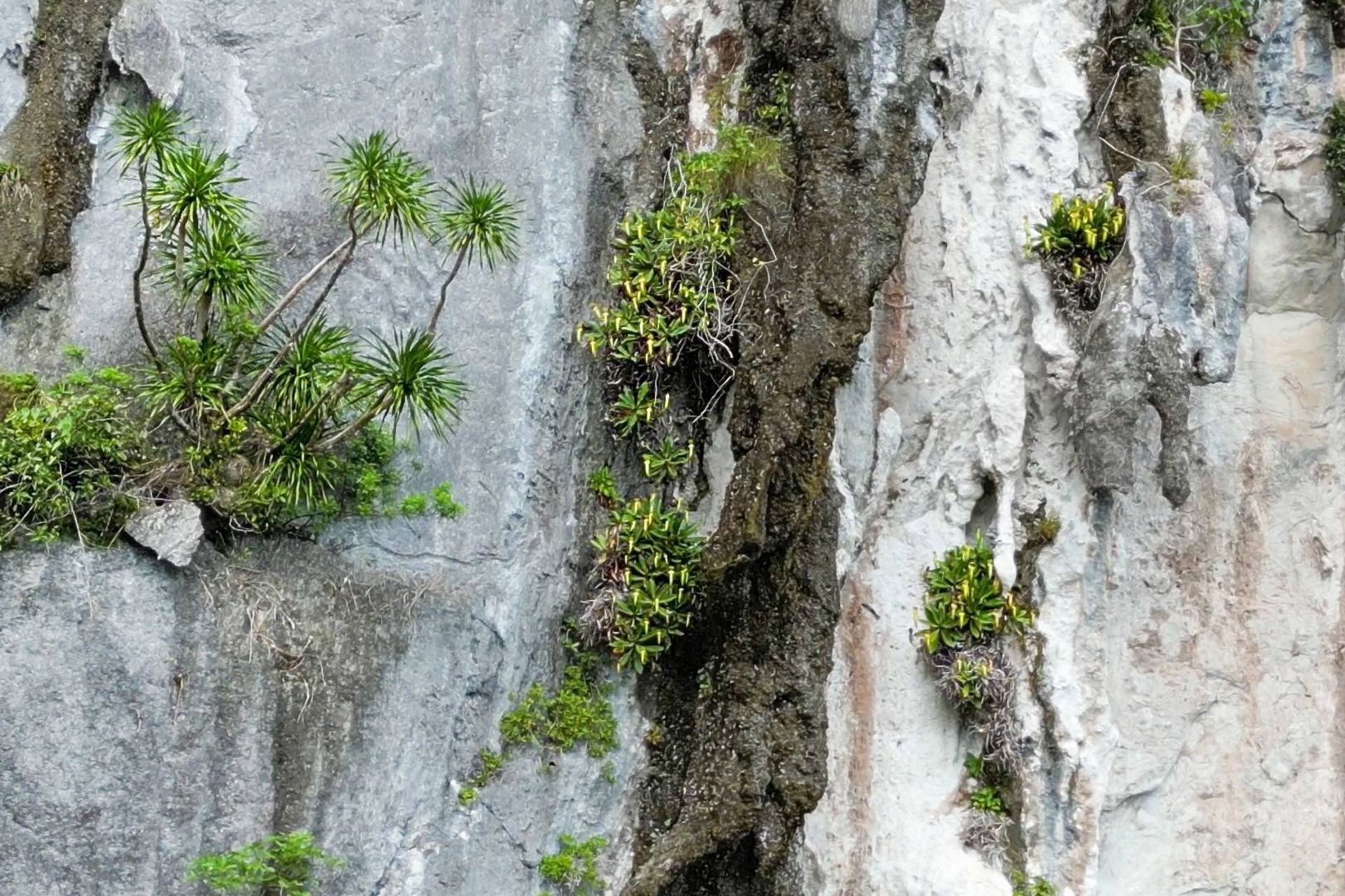 گیاه گوشتخوار نپنتس مگاستوما روی صخره