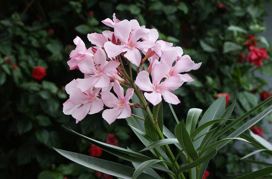 خرزهره 