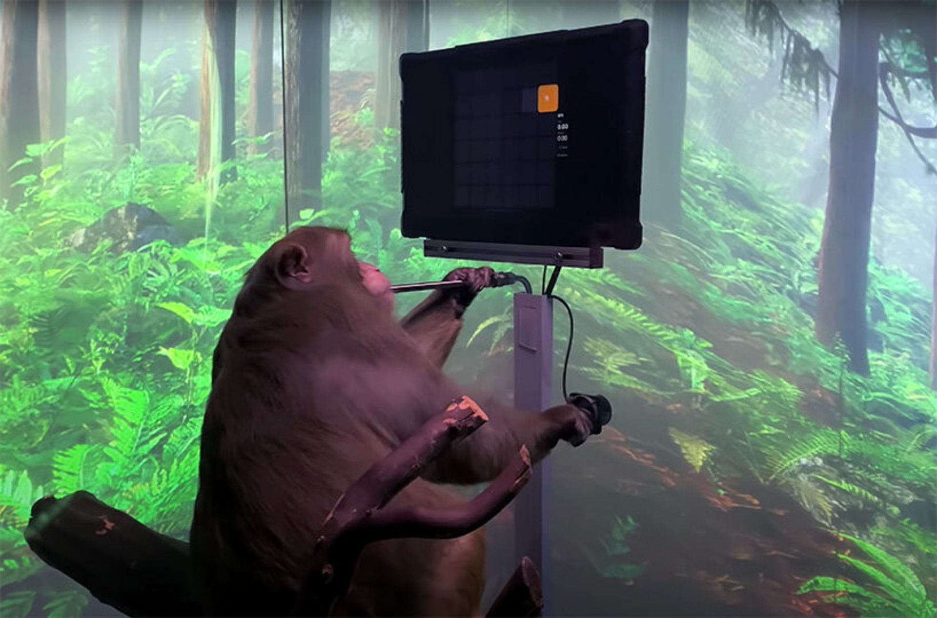 یک میمون مورد آزمایش در پروژه‌ی نورالینک در حال بازی با رایانه