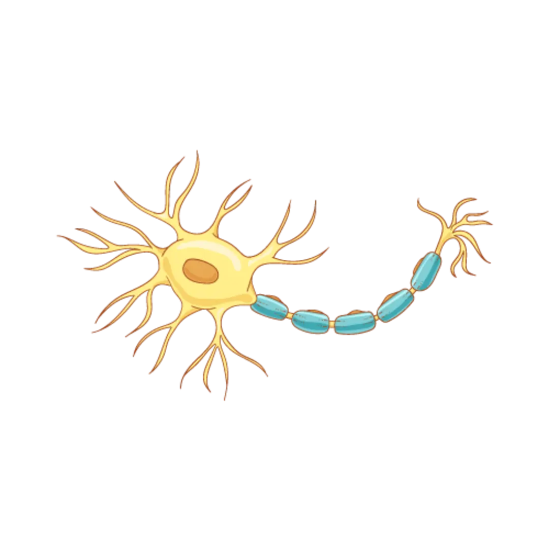 سلول عصبی (Neuron) با بدنه و آکسون پوشیده از غلاف میلین