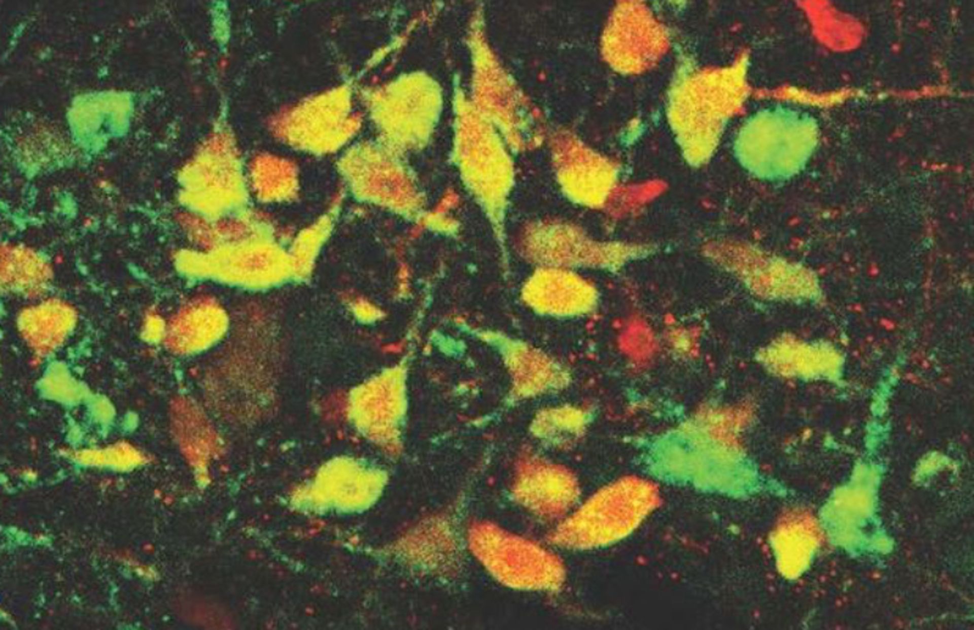 عصب‌ها در رافه فوقانی