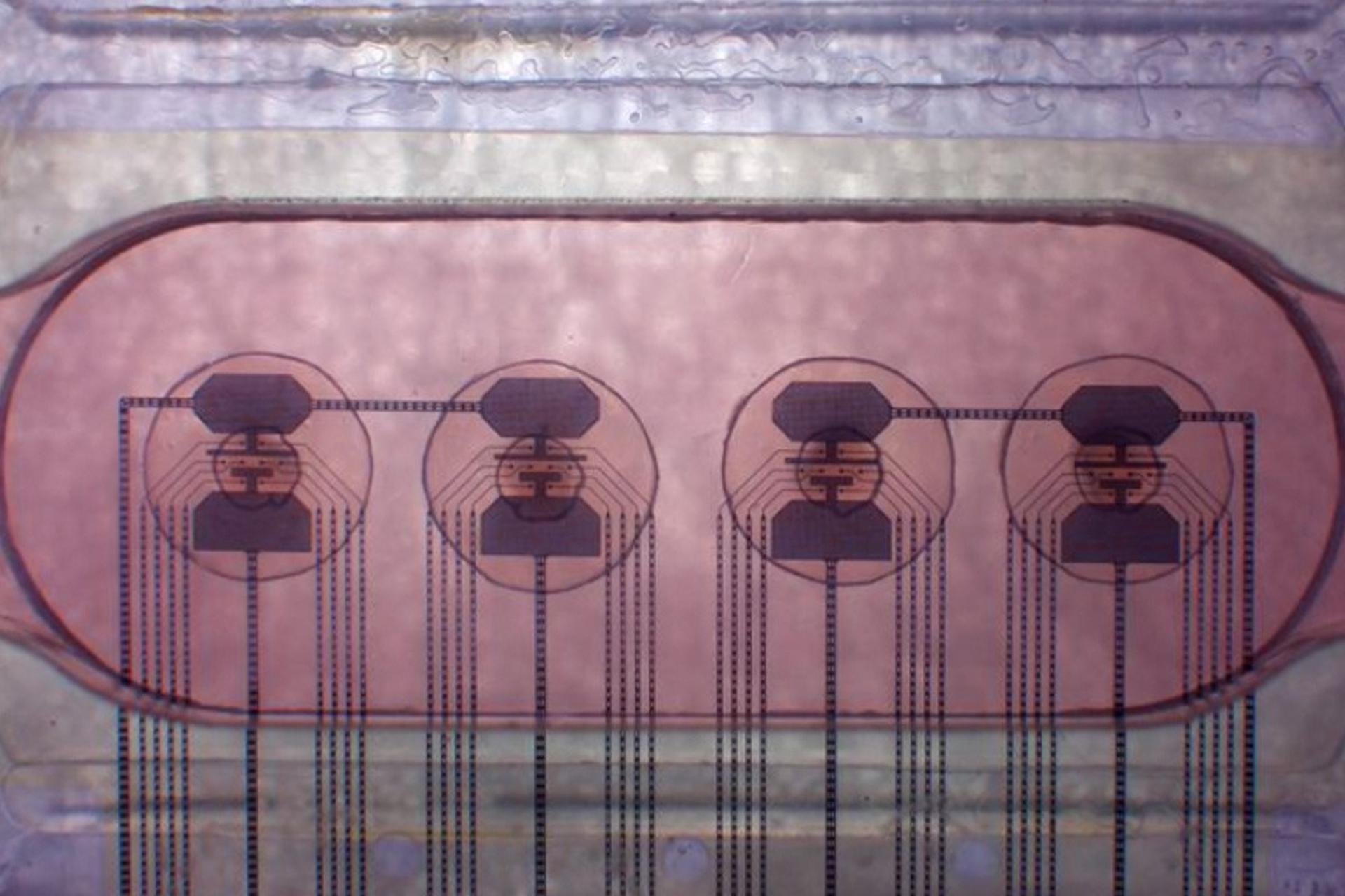 اولین «زیست‌پردازنده» دنیا معرفی شد؛ کاهش مصرف انرژی با ارگانوئیدهای مغز انسان!