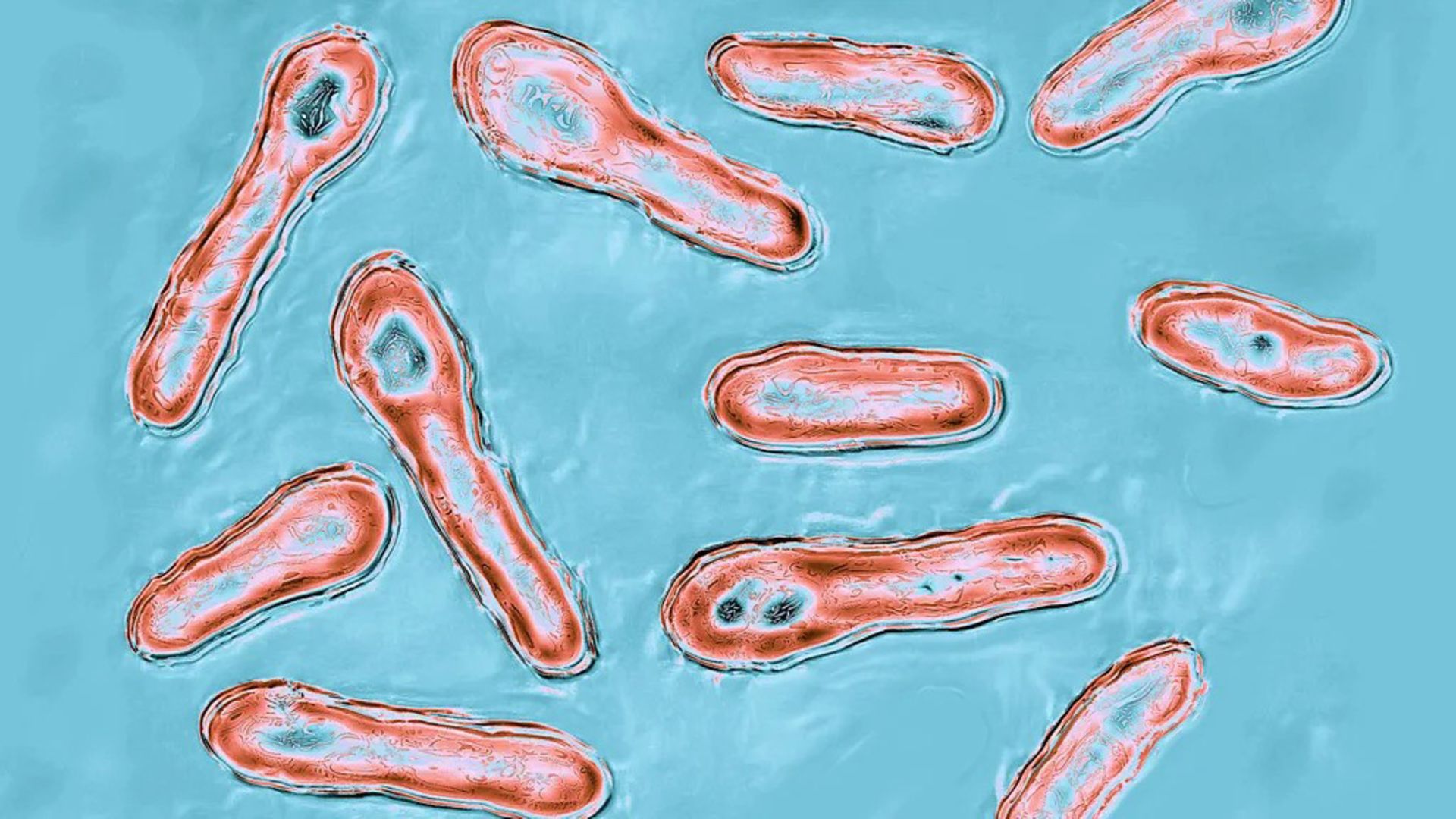 نوروتوکسین