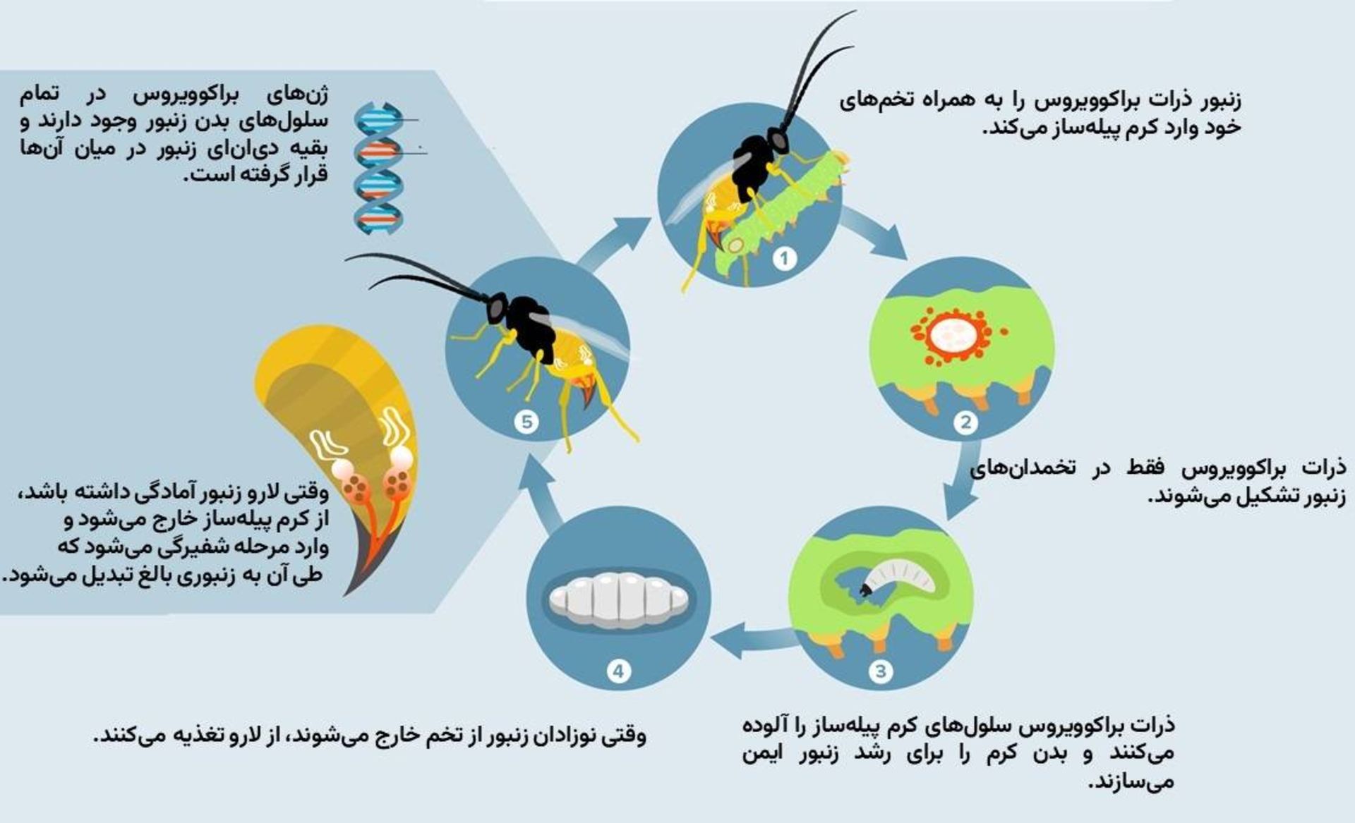 مراحل زندگی زنبور انگلی