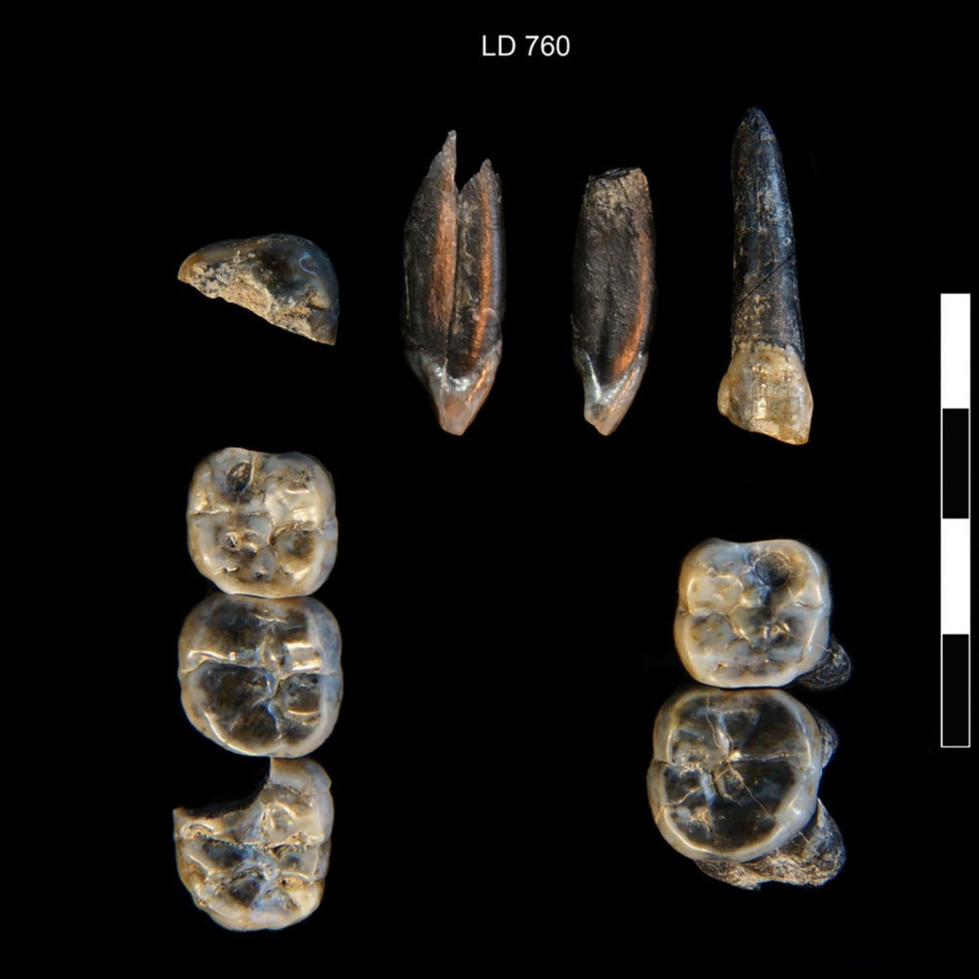دندان‌های آسیاب کشف‌شده در لدی-گرارو، که ممکن است متعلق به گونه‌ای ناشناخته از استرالوپیتکوس باشند