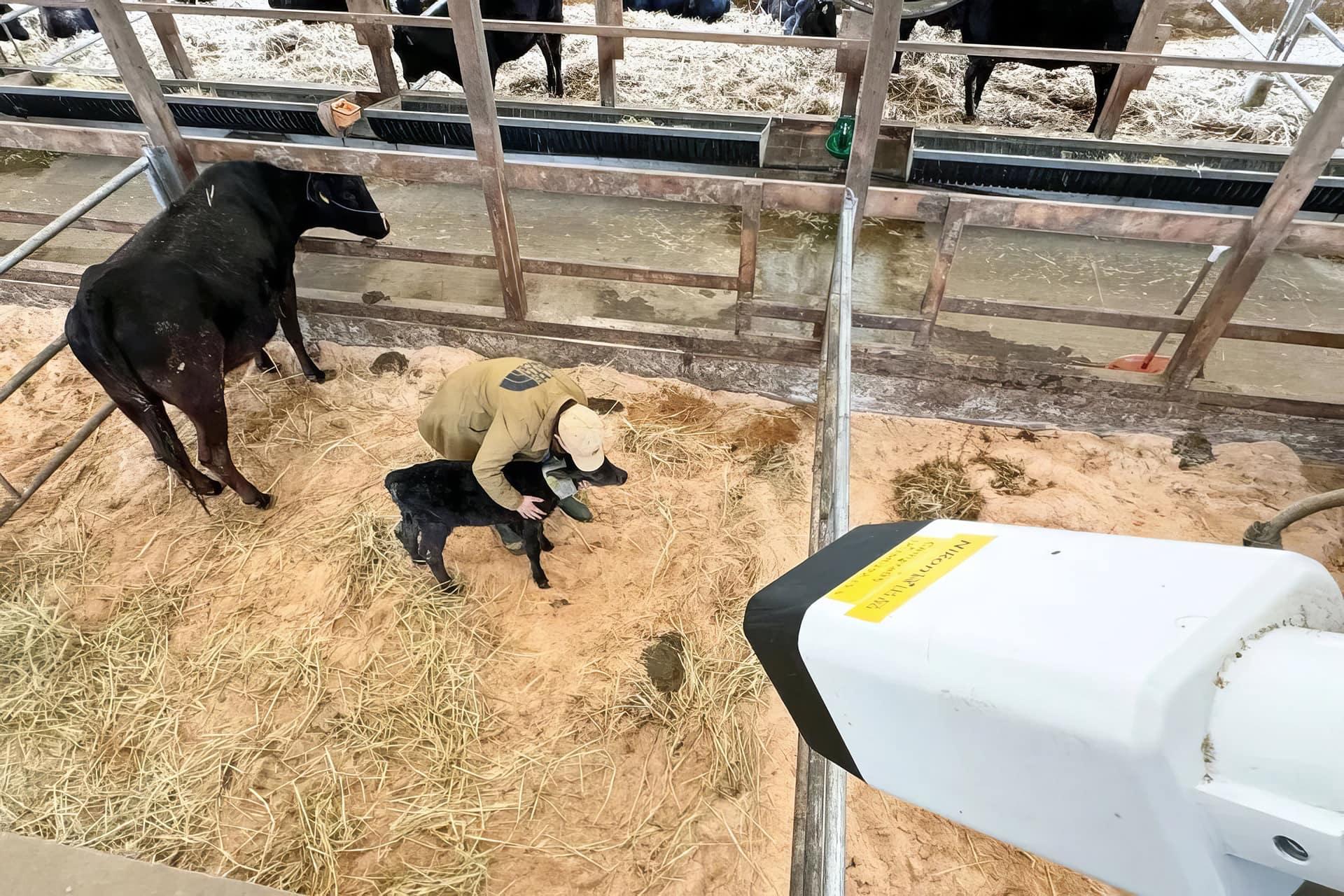 نمایی از دوربین هوش مصنوعی نیکون که به سمت محفظه‌ی نگهداری گاو نشانه رفته - یک گاو ماده و گوساله‌اش و دام‌دار در محفظه دیده می‌شوند