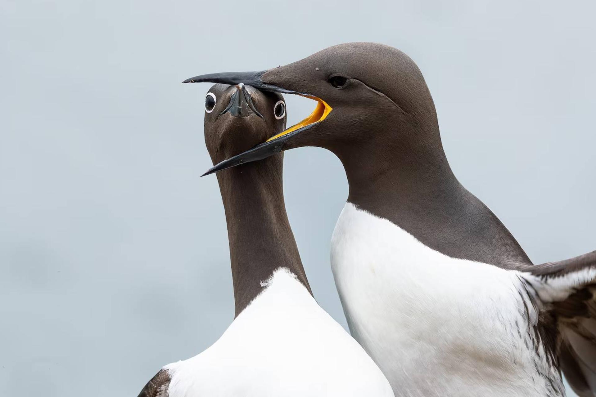 عکس پرنده گیلموت برنده رقابت عکاسی نیکون
