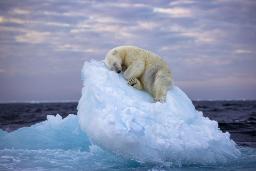 تصویر دلخراش عکاس ایرانی از خرس قطبی، برنده جایزه عکاس سال حیات‌وحش شد