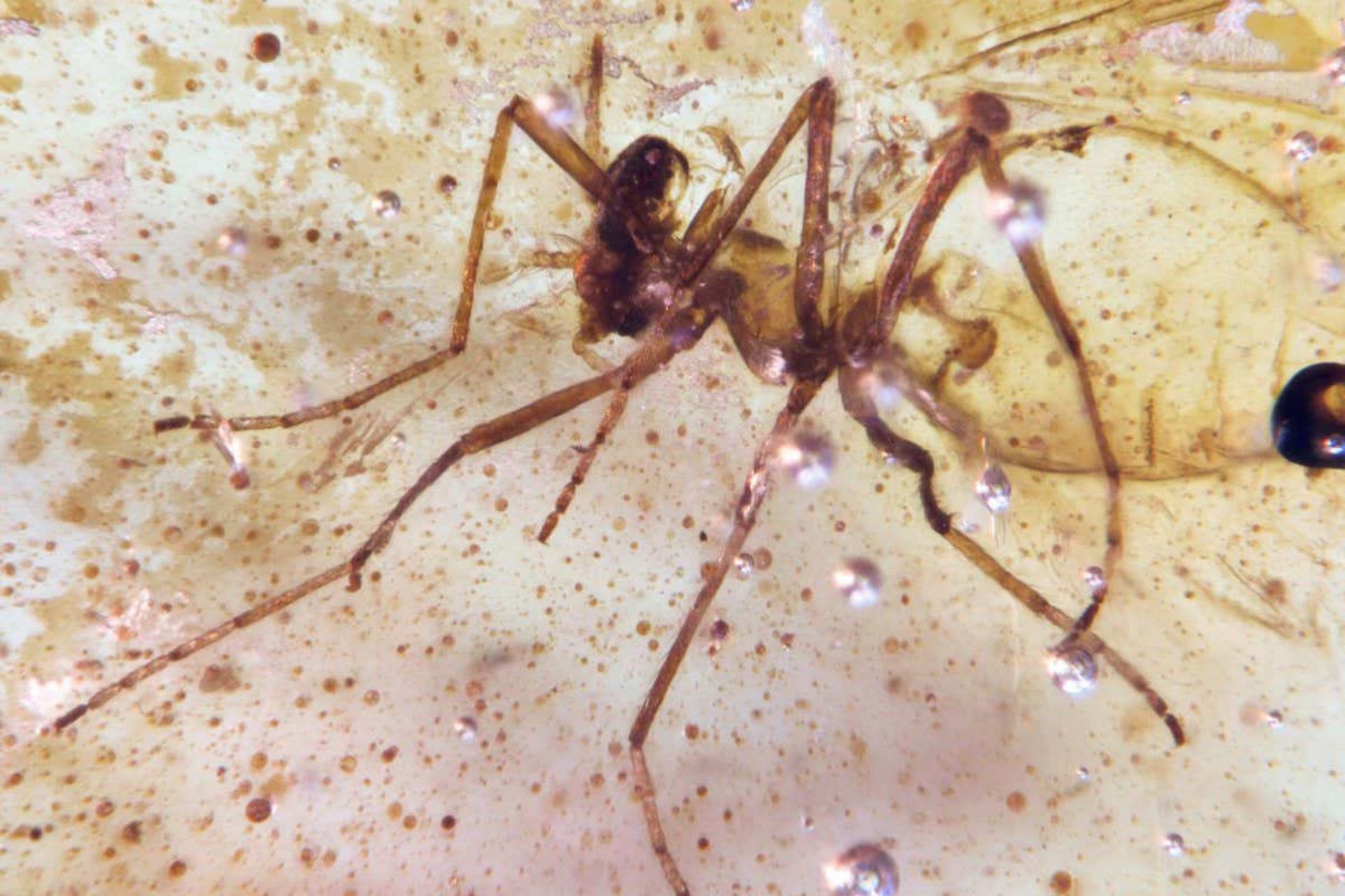 یک پشه غیرگزنده که در کهربا به دام افتاده بود در اکوادور کشف شد.