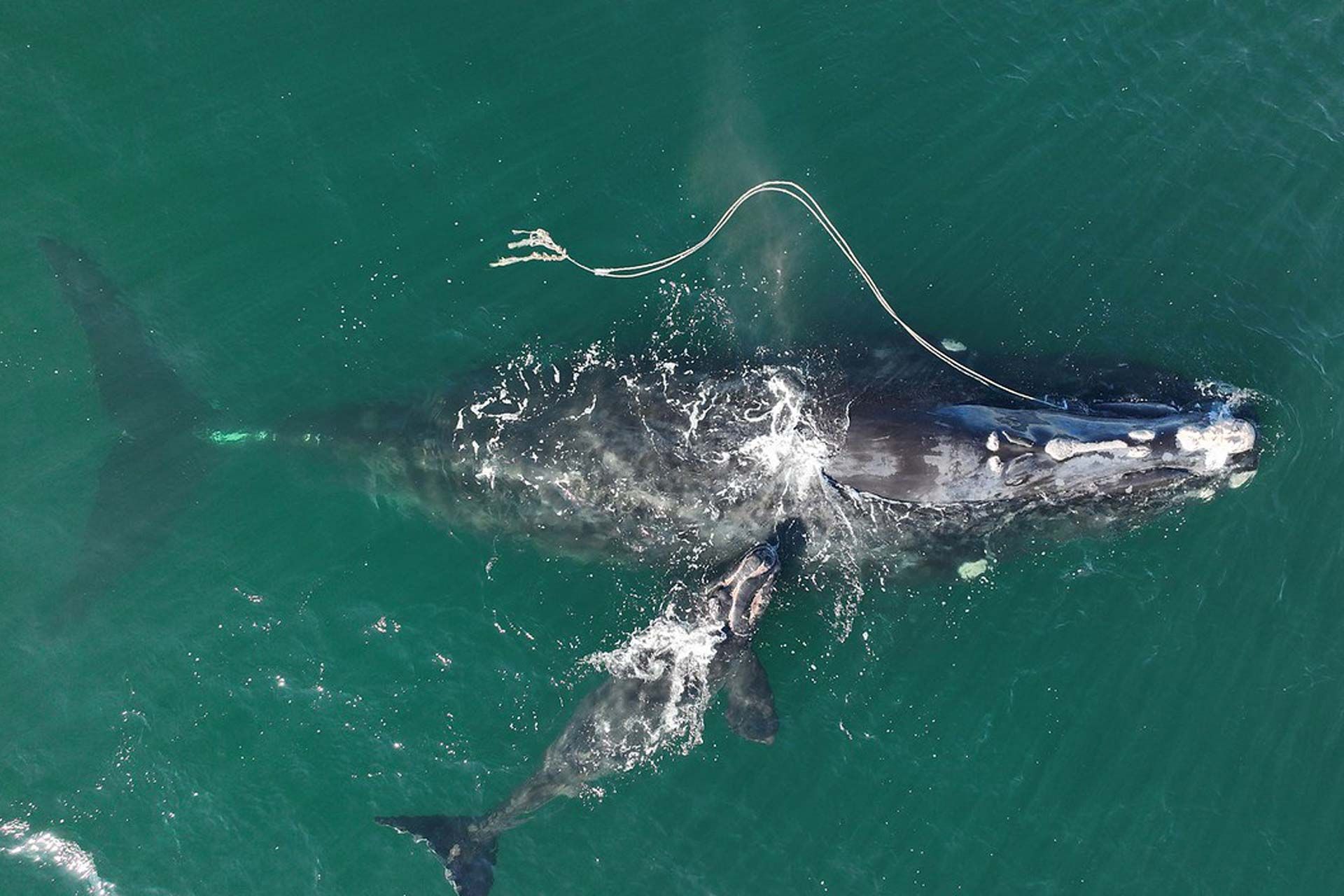 نهنگ حقیقی اطلس شمالی از نمای بالا