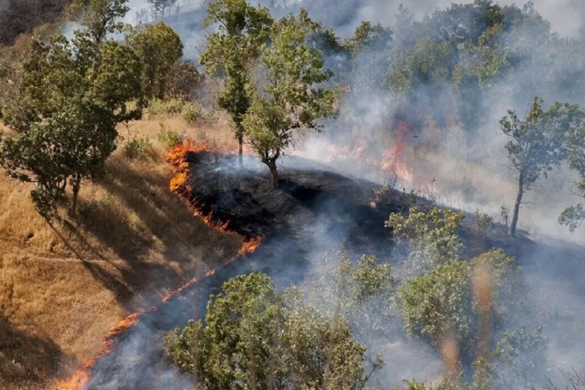 آتش سوزی در جنگل هیرکانی