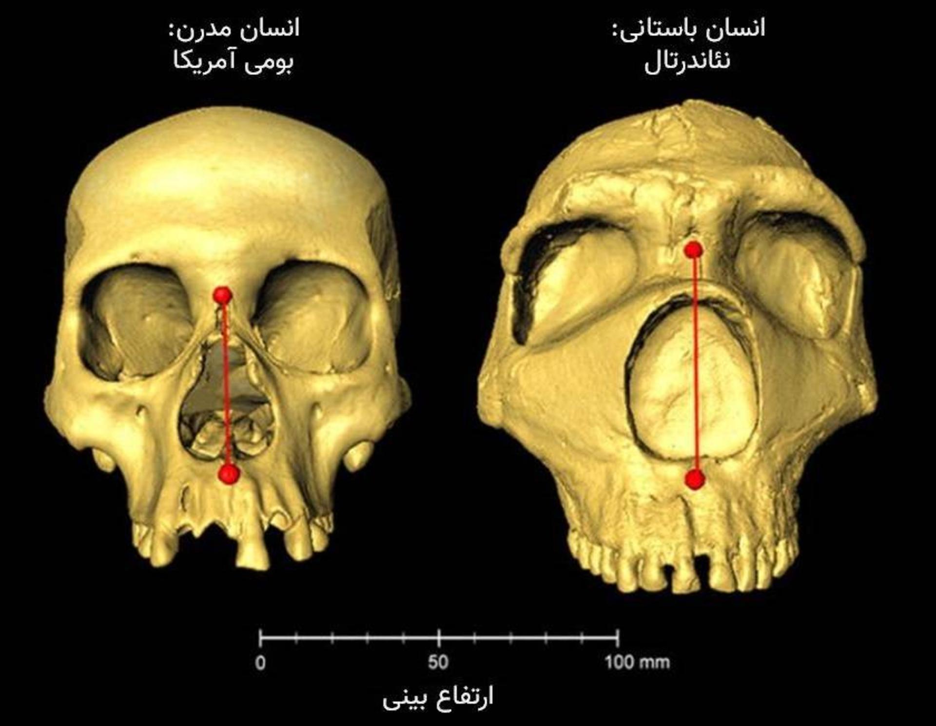 ارتفاع بینی انسان‌ و نئاندرتال‌