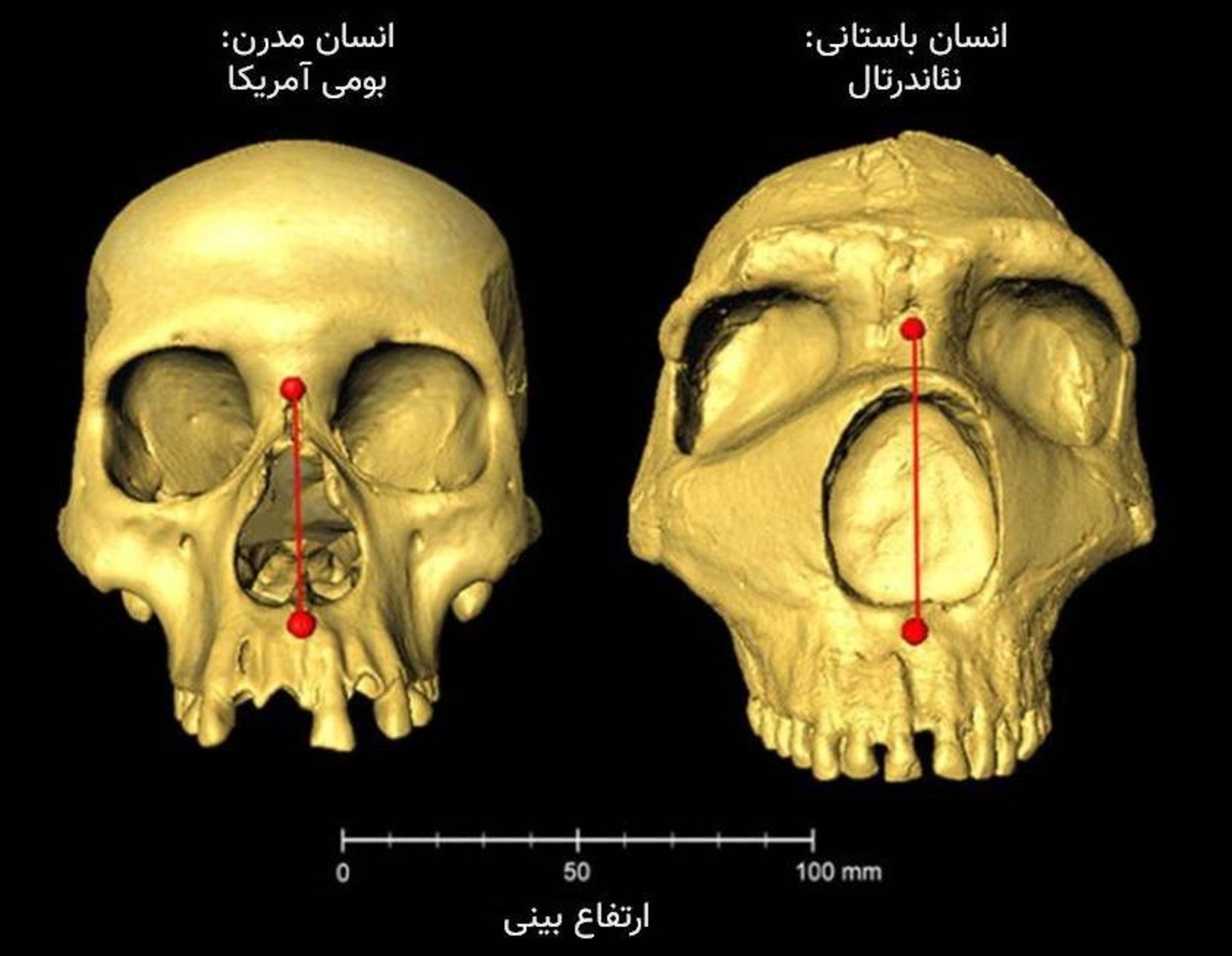 ارتفاع بینی انسان‌ و نئاندرتال‌