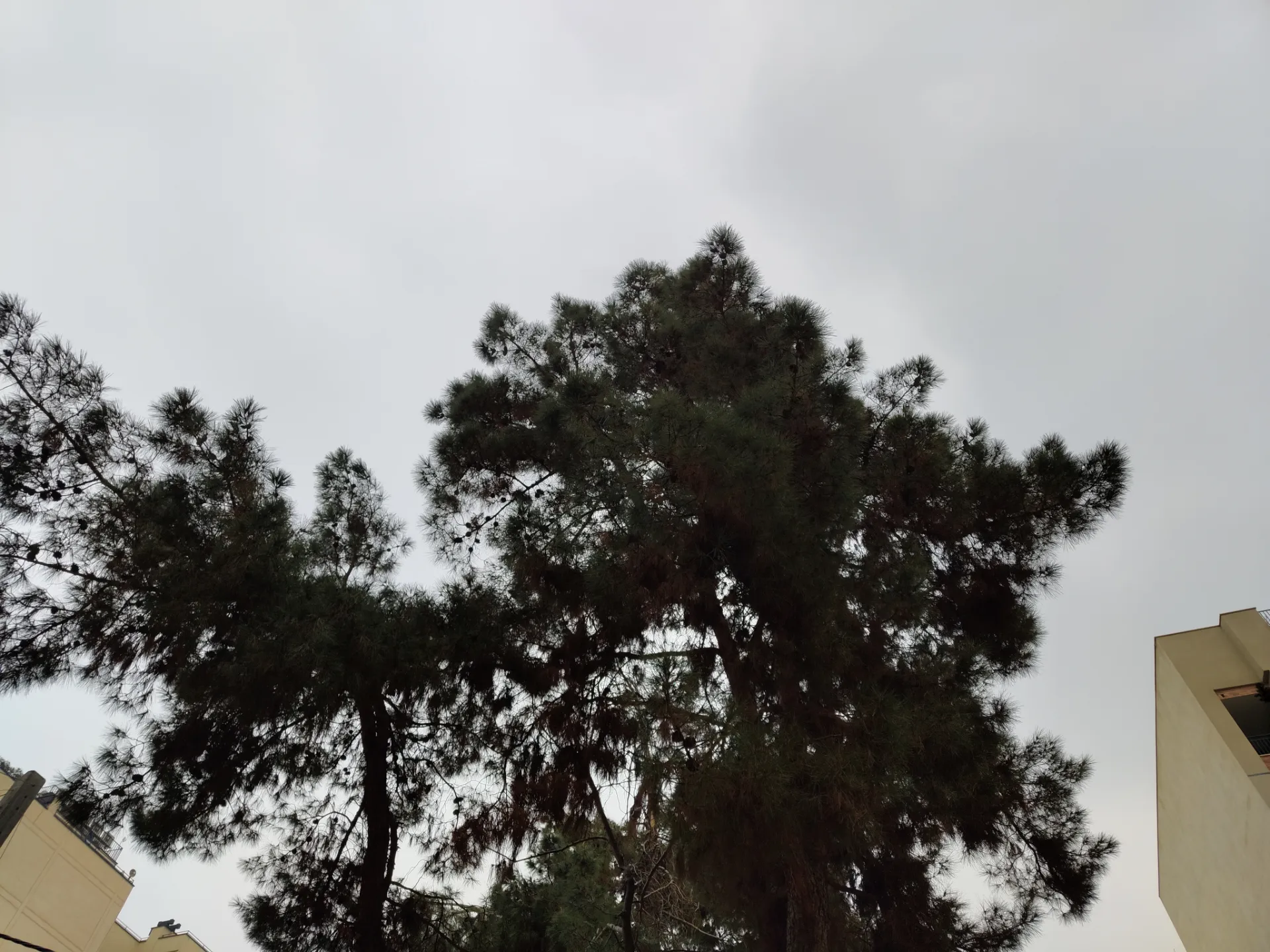 نمونه عکس ناتینگ فون ۱ در محیط خارجی با نور روز از چند درخت و پس زمینه آسمان