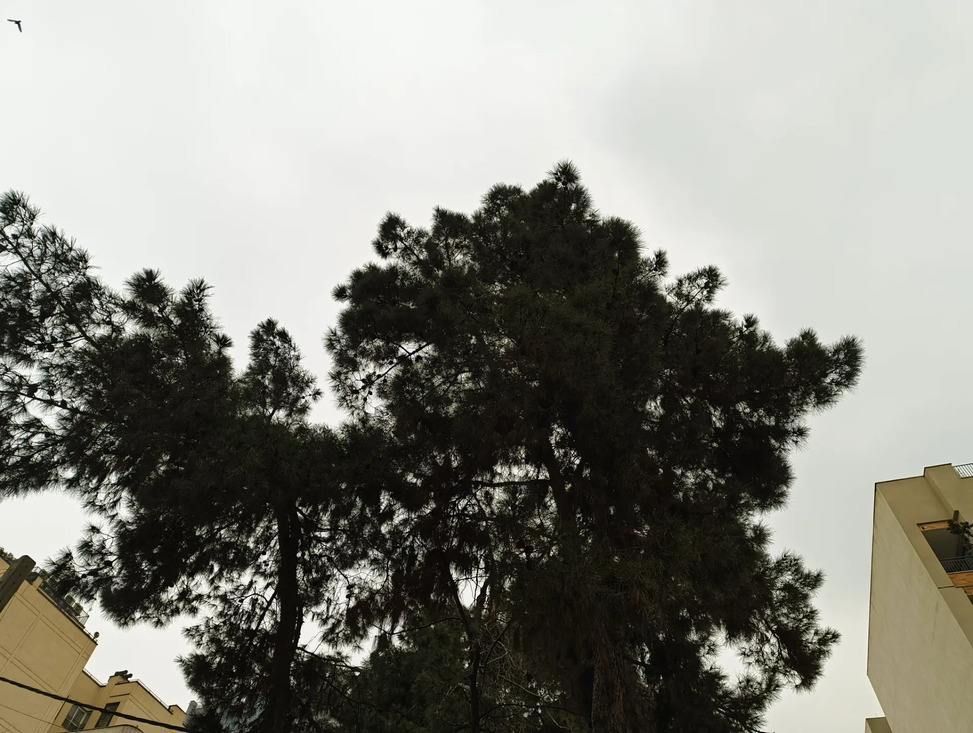 نمونه عکس ناتینگ فون 2a در محیط خارجی با نور روز از چند درخت و پس زمینه آسمان