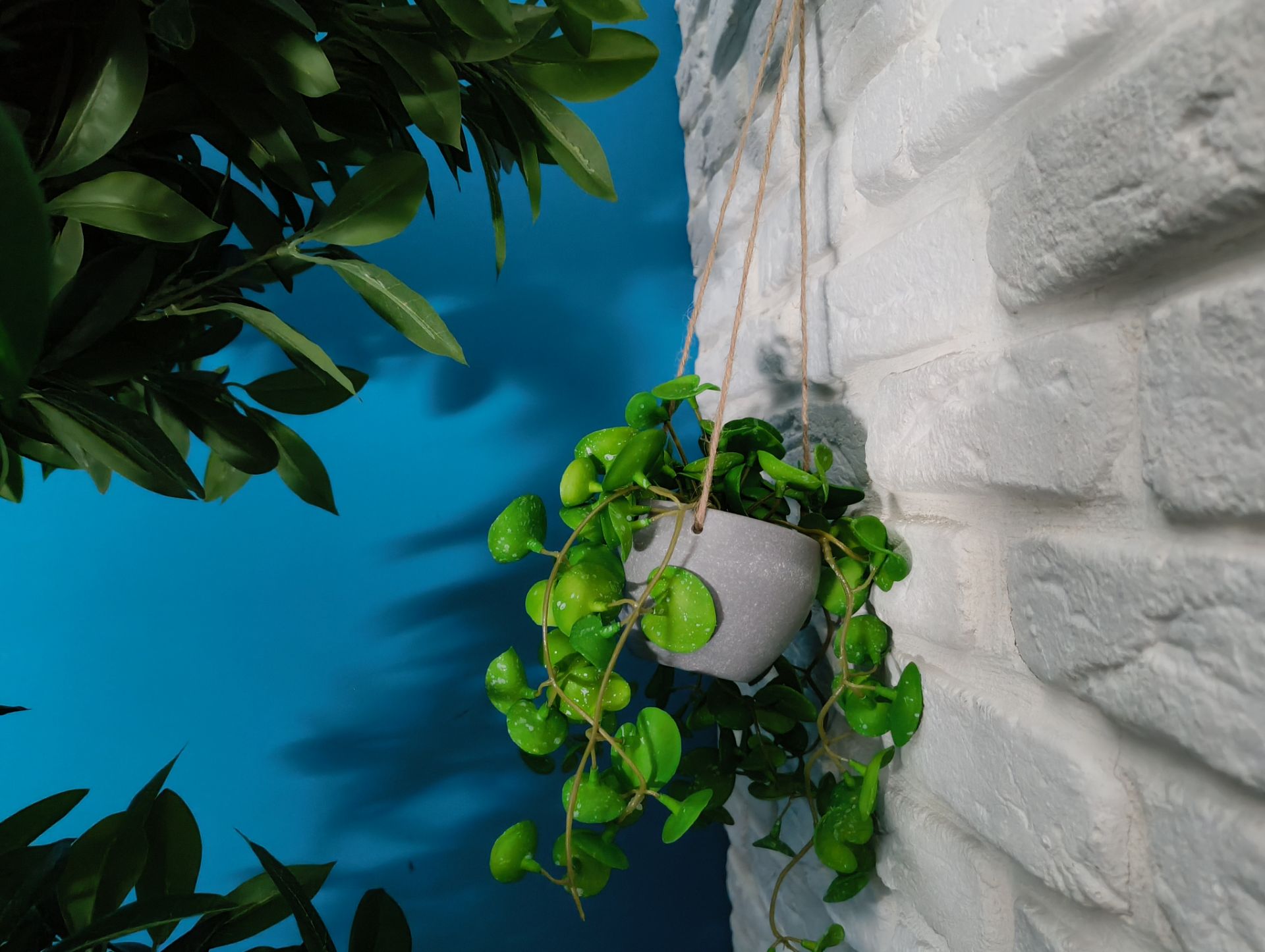 نمونه عکس ناتینگ فون 2a از یک گلدان با برگ‌های سبز آویزان از دیوار سفید رنگ