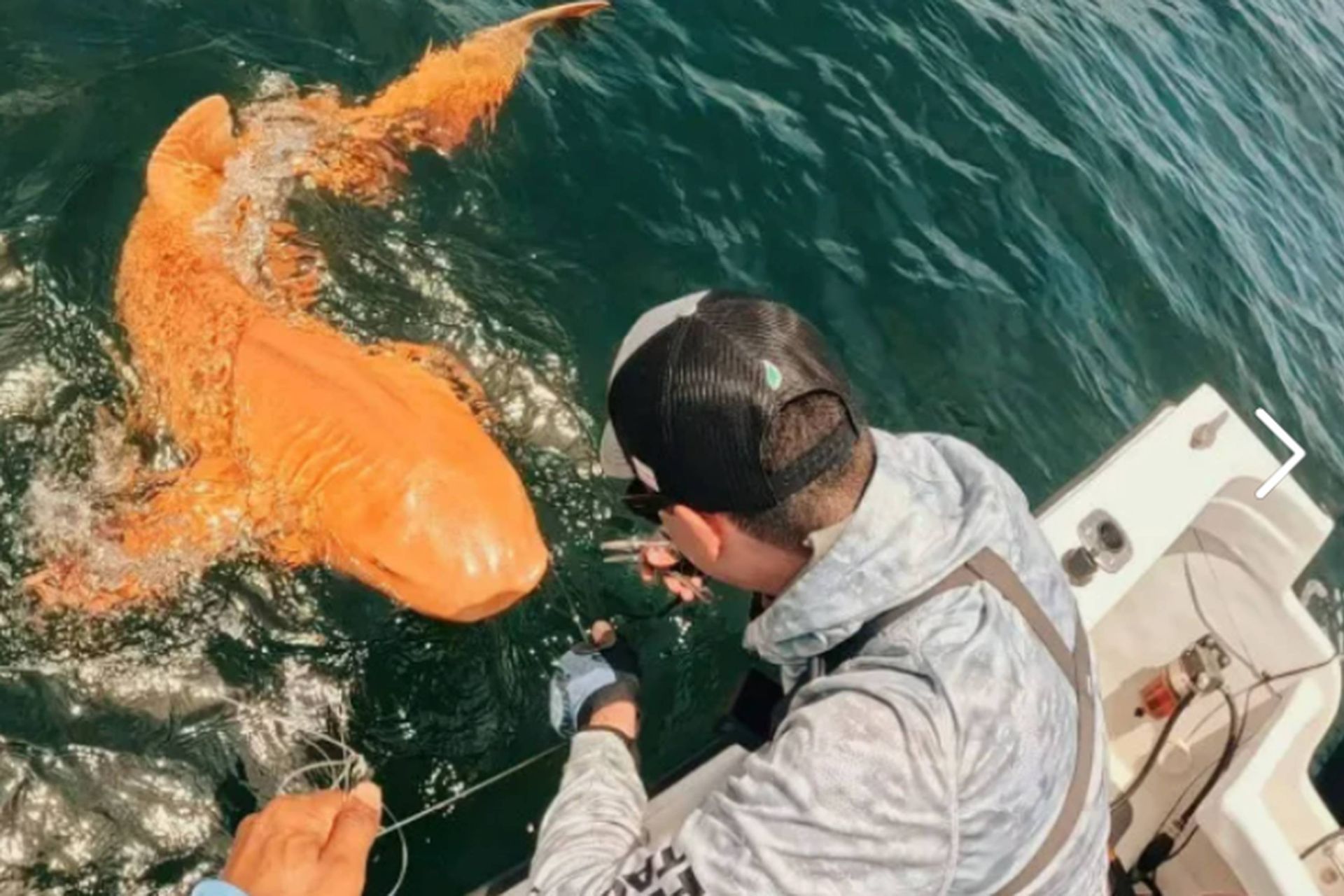 کوسه پرستار نارنجی در آب های کاستاریکا