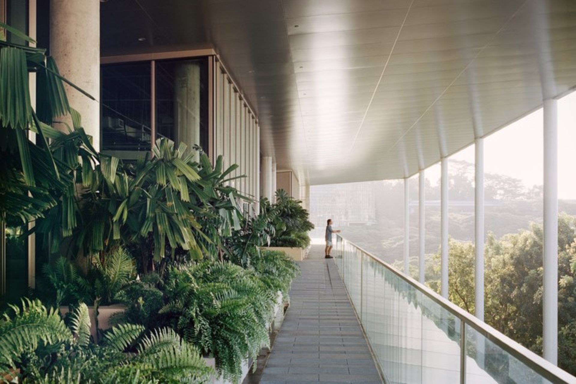 گلخانه و فضای باز دانشگاه ملی سنگاپور