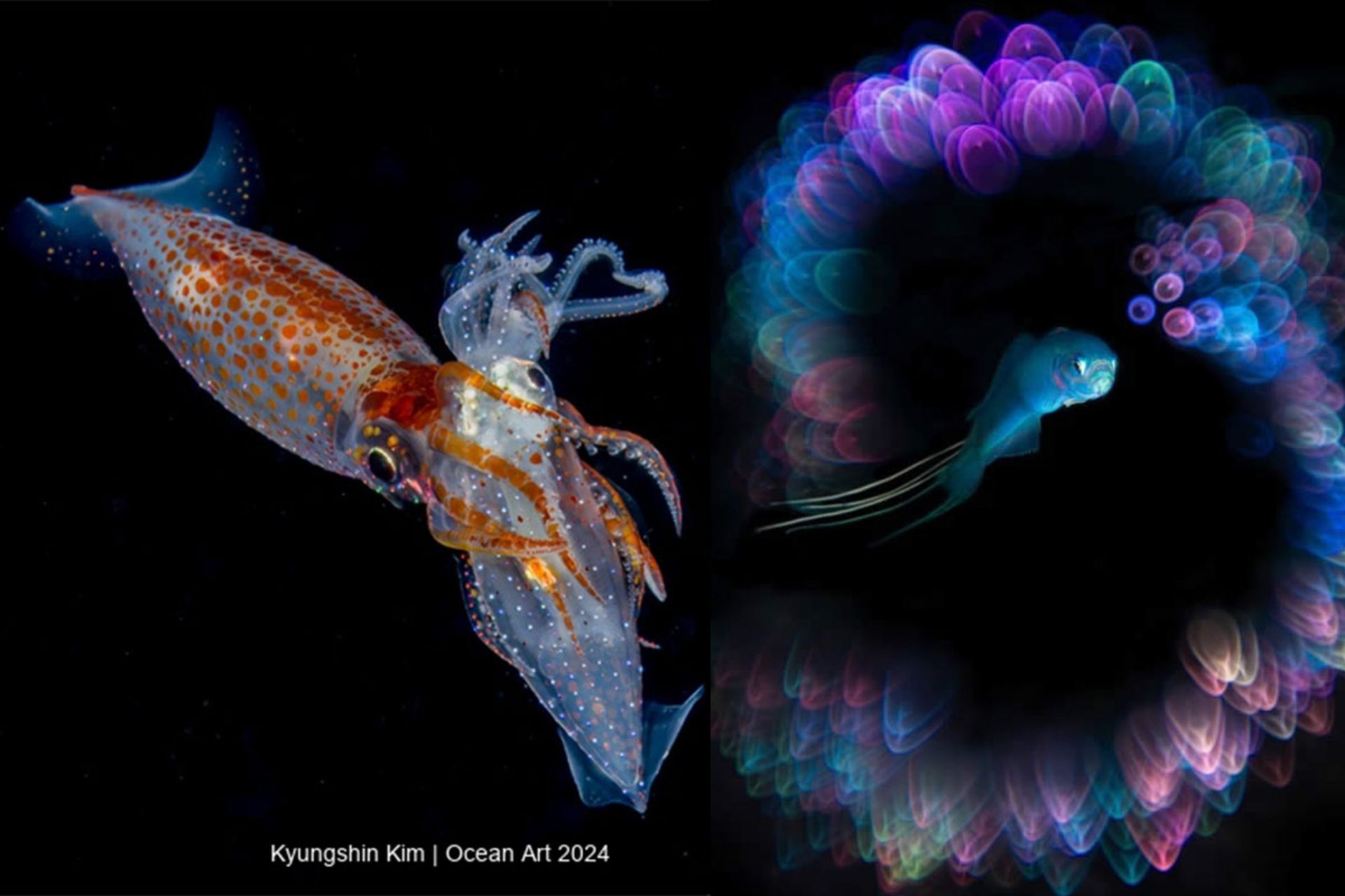 مسابقه عکاسی Ocean Art 2024