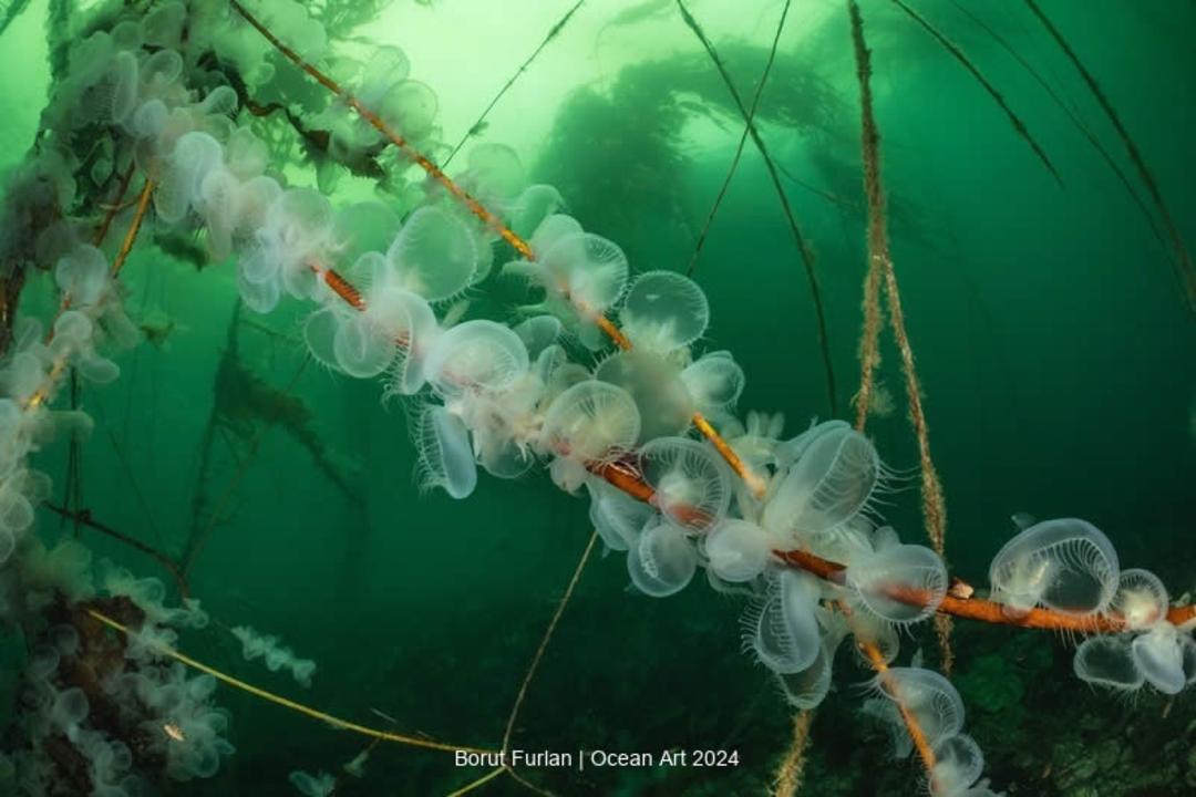 مسابقه عکاسی Ocean Art 2024