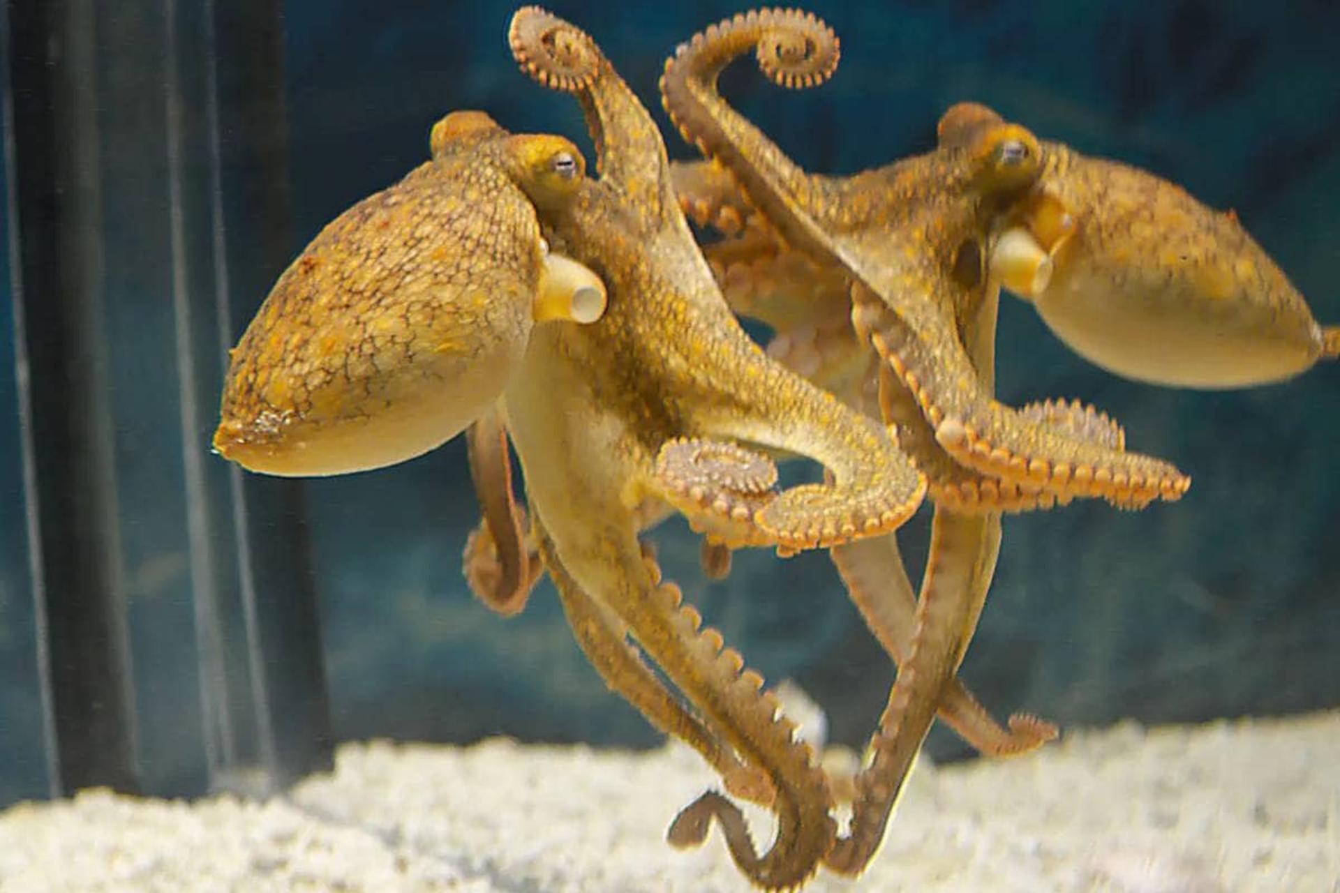 اختاپوس‌ مقابل آینه