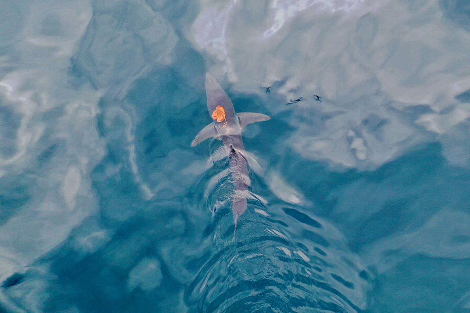 تصاویر پهپاد از اختاپوسی در حال سواری گرفتن از کوسه در خلیج هوراکی نیوزیلند نزدیک به سطح آب