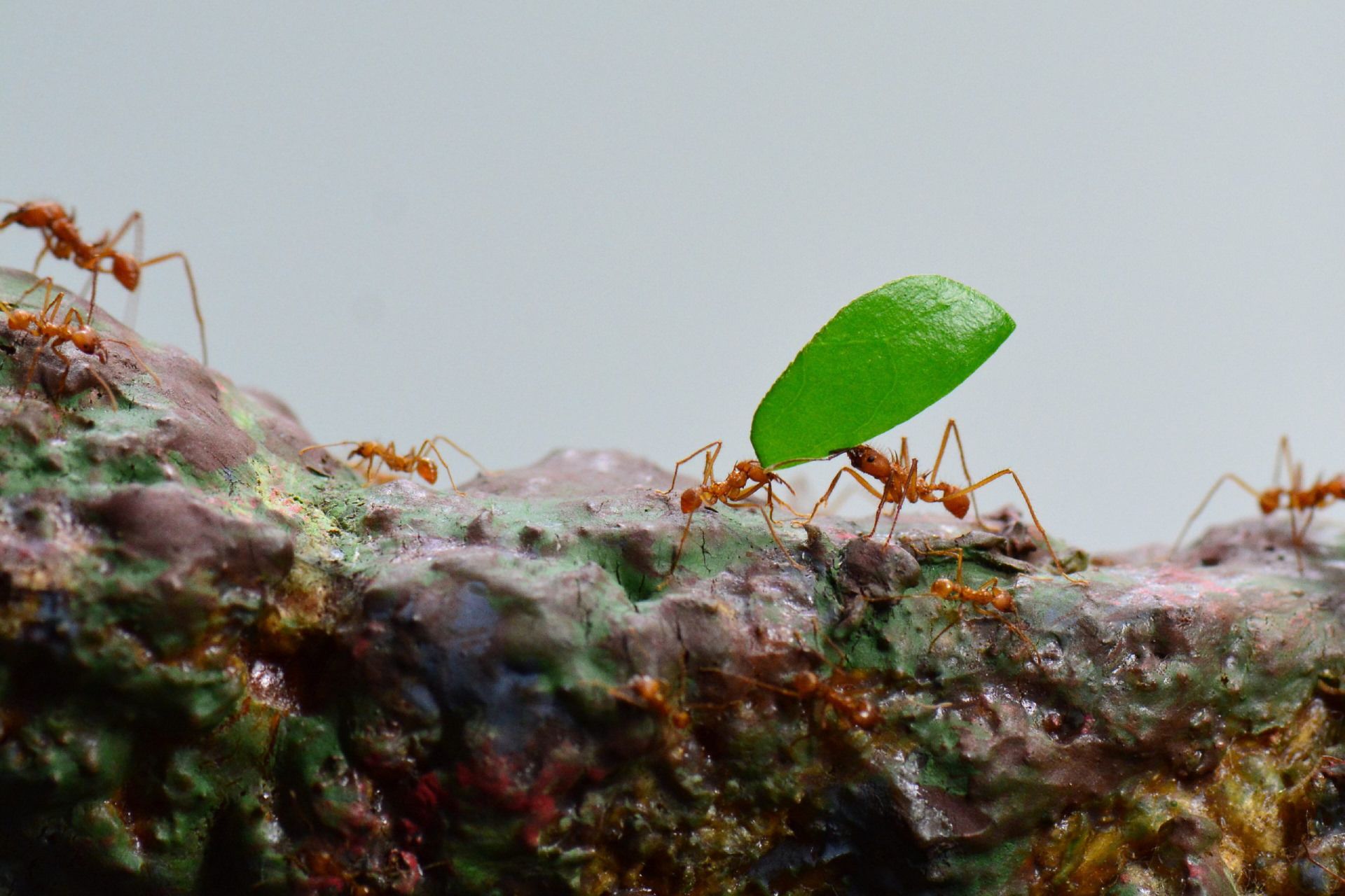 مورچه درختی سبز oecophylla smaragdina گونه‌ای از سرده مورچه‌های بافنده، در حال انجام کار گروهی جا‌به‌جایی برگ روی شاخه درخت