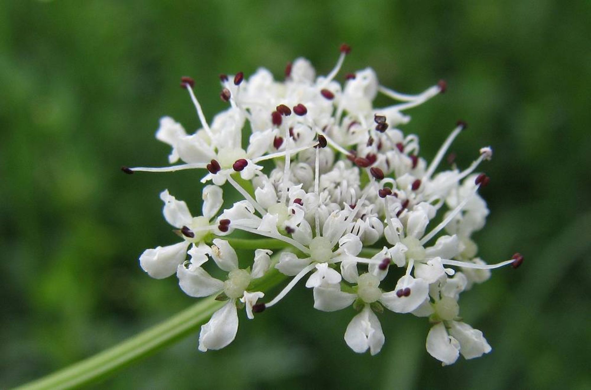 گیاه آبچکان 