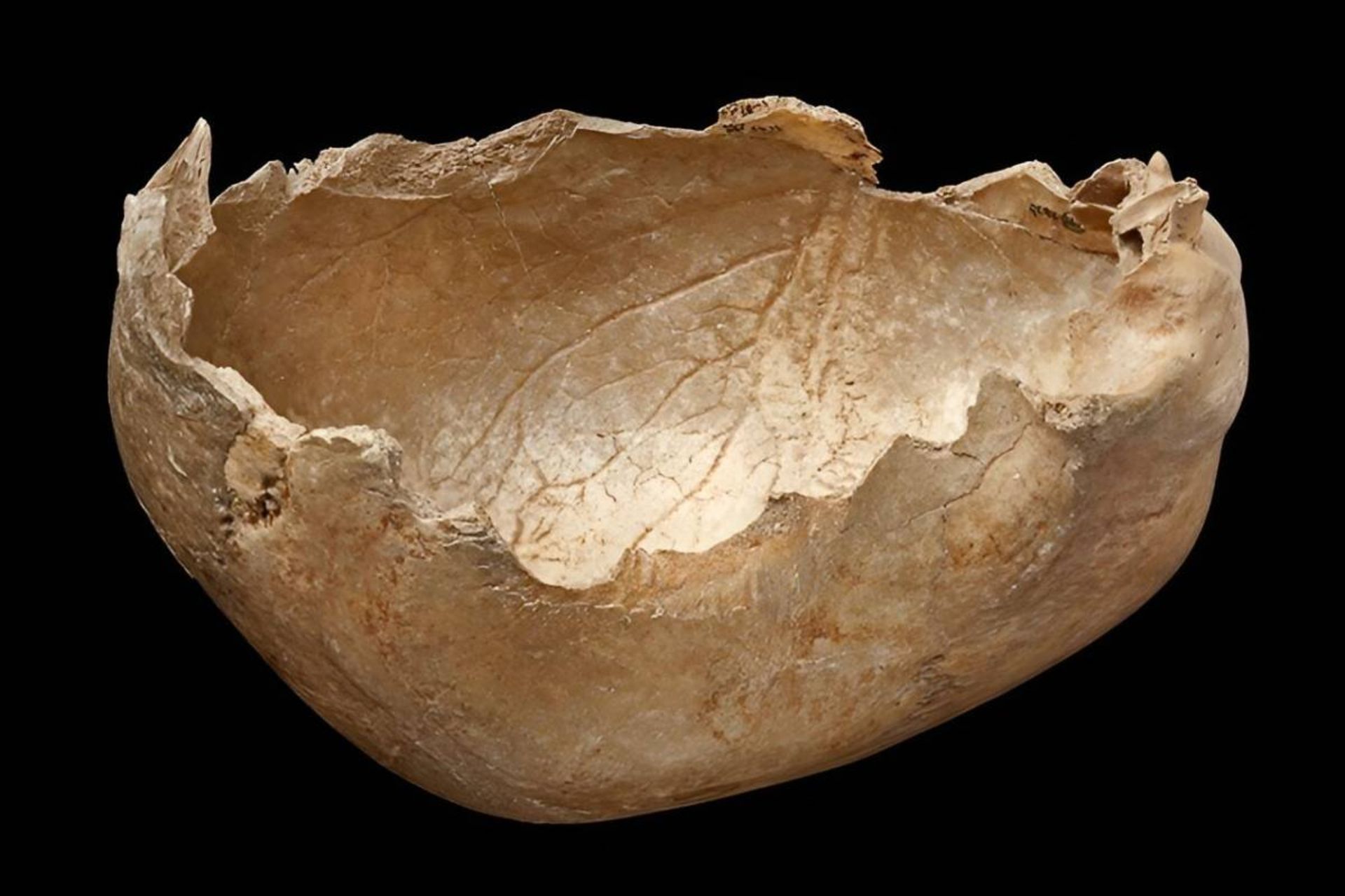 جمجمه انسان کشف شده از غار گوف در سامرست، انگلستان.