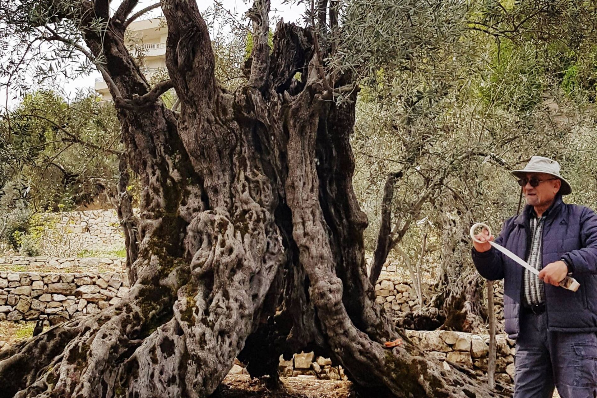 نمونه برداری از یک درخت زیتون قدیمی در شمال لبنان