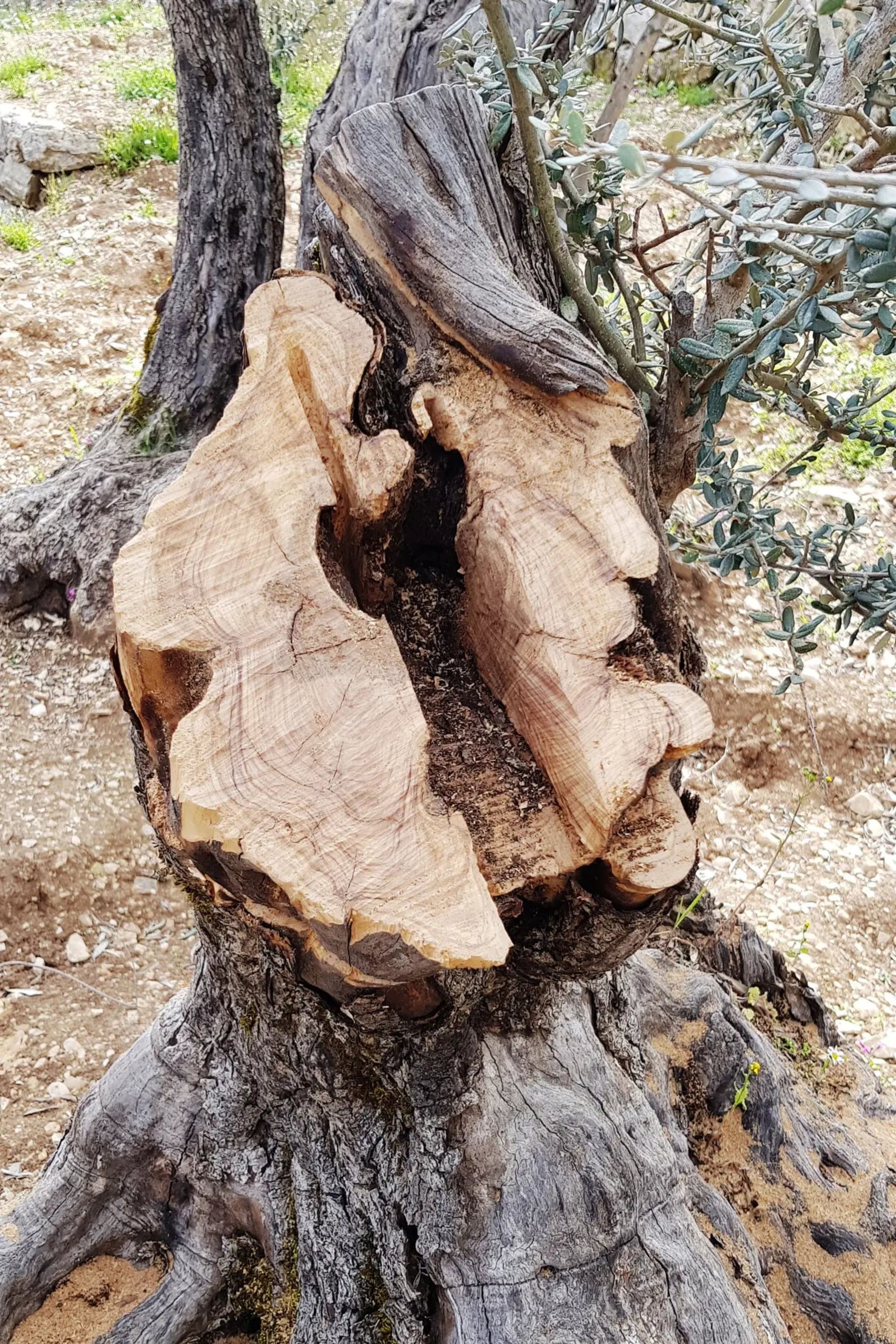 نمونه چوب برداشت شده از یک درخت زیتون قدیمی در بشاله لبنان