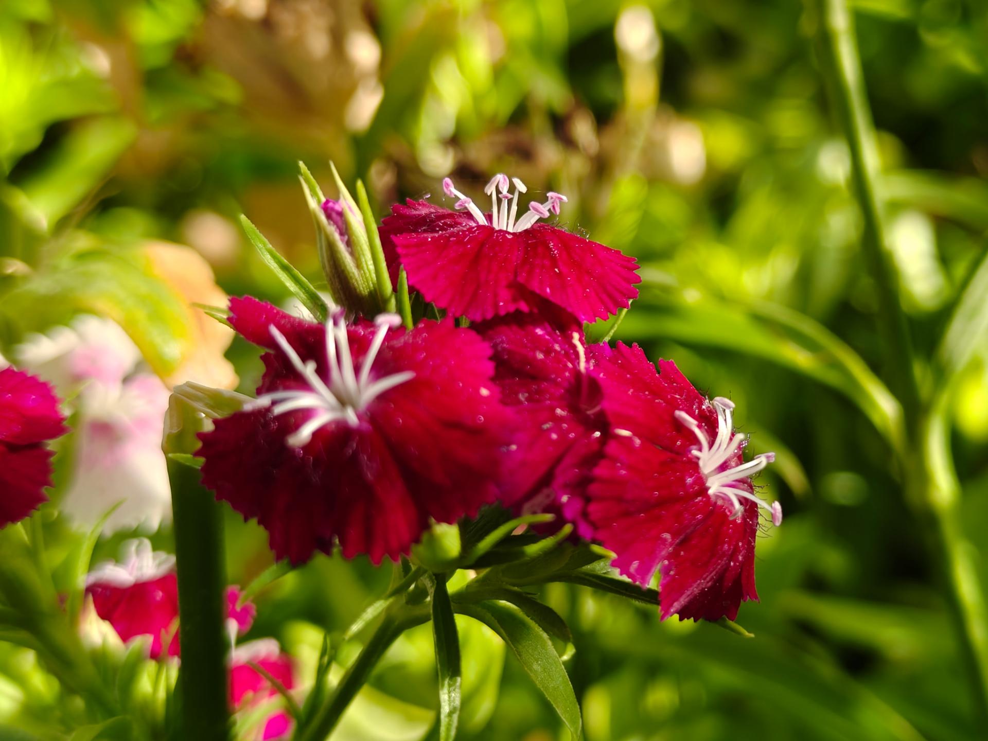 گل های قرمز 
