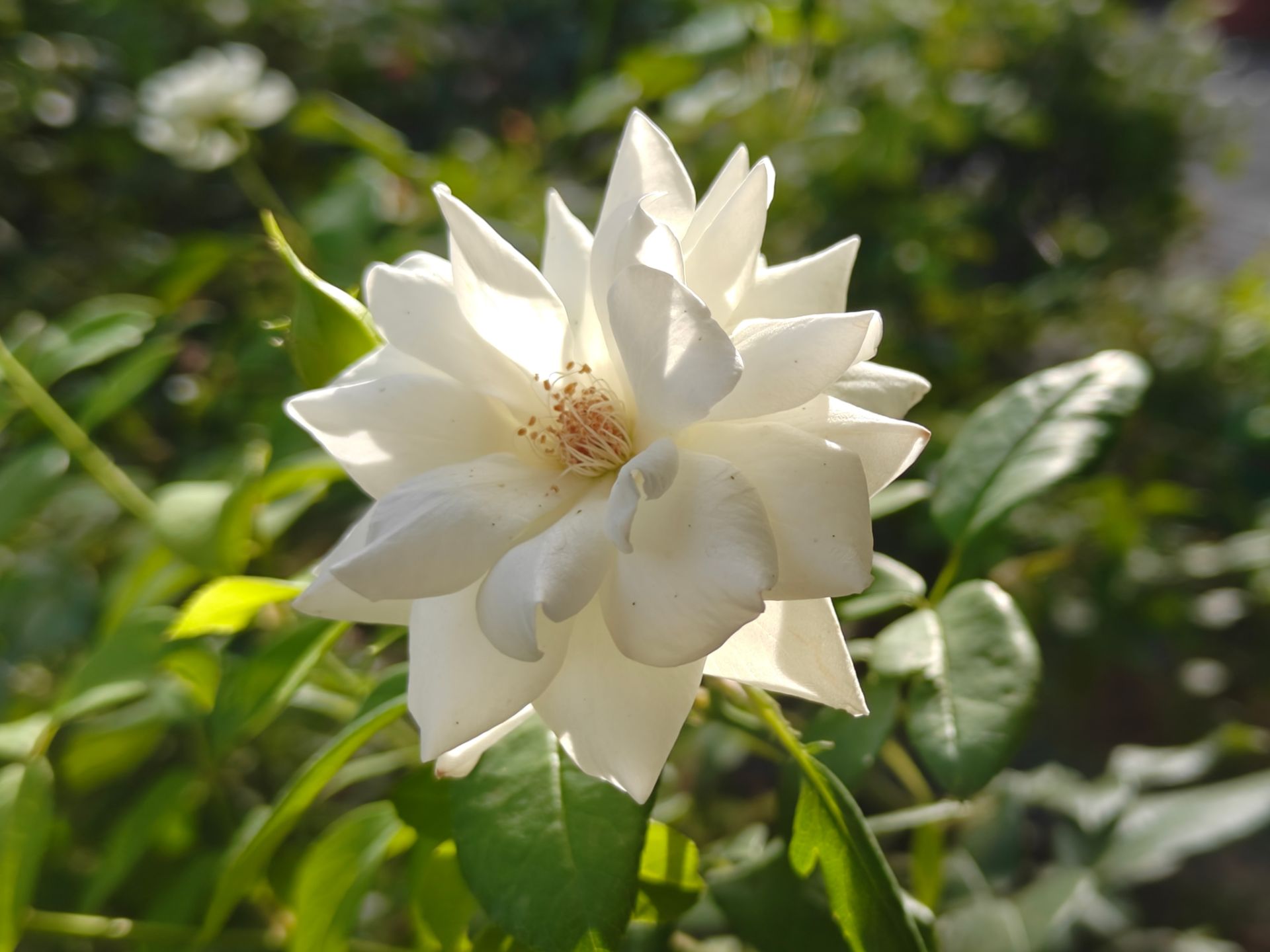 گل رز سفید