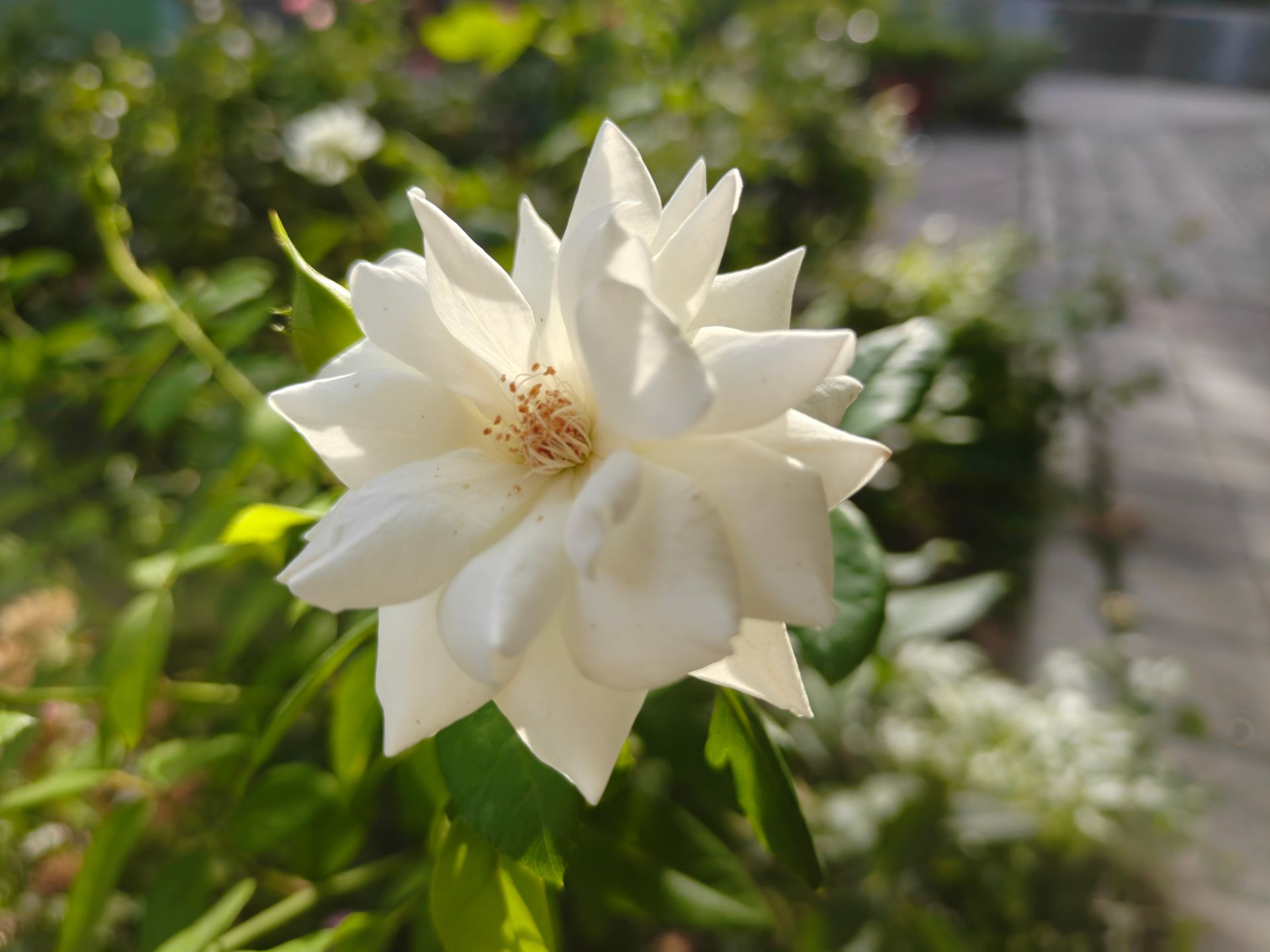 گل سفید