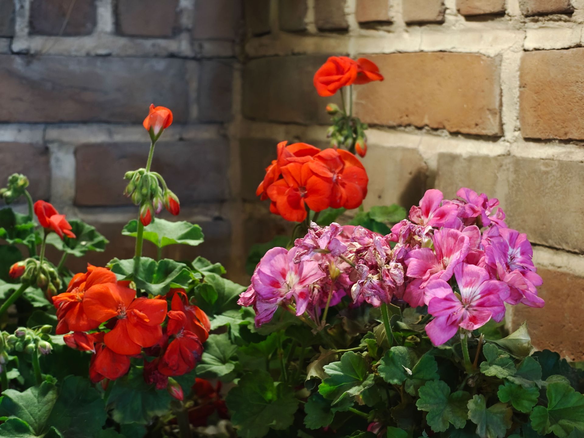 گلهای قرمز و صورتی