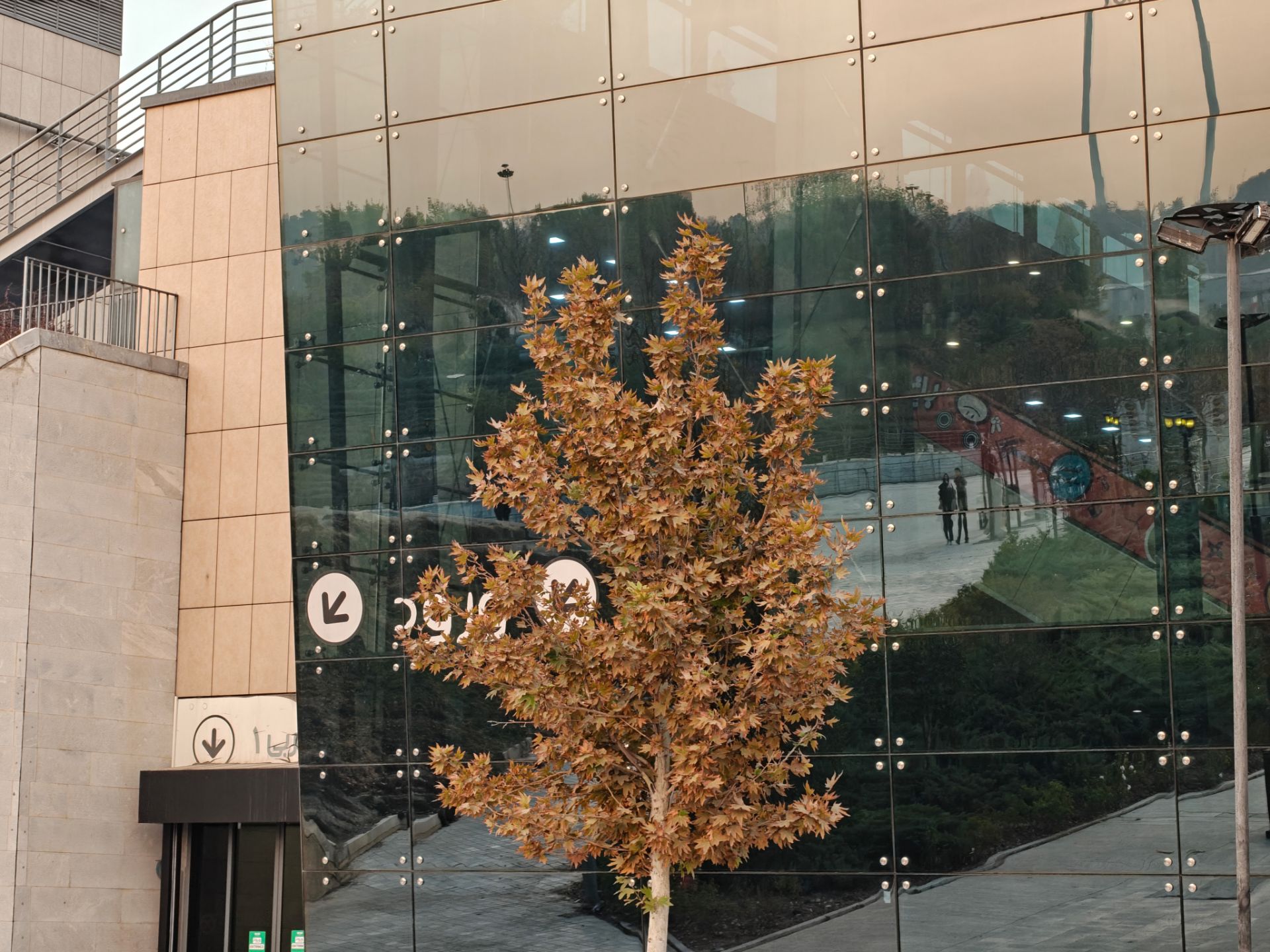 تک درخت نارنجی